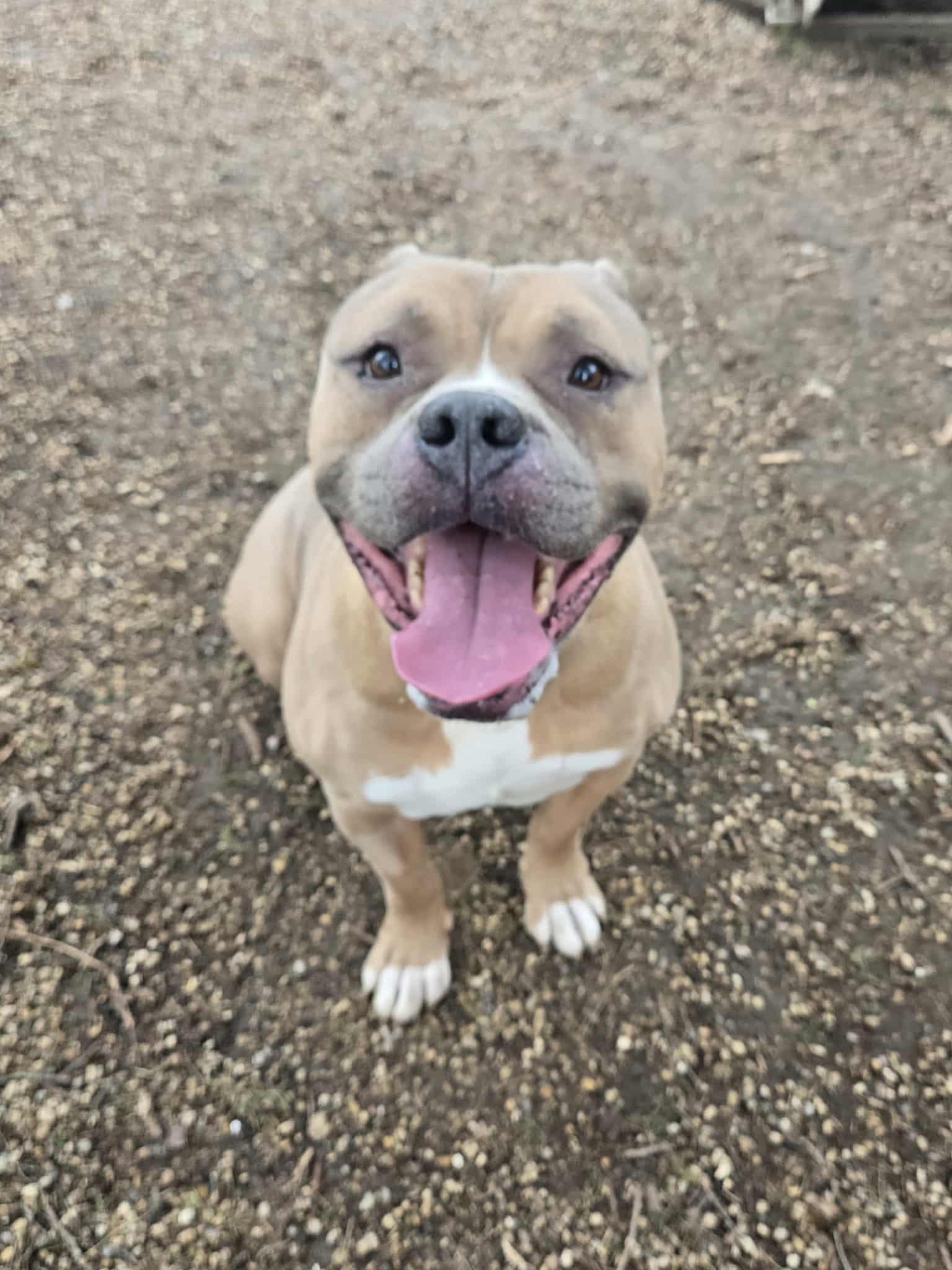 Harley, ADOPTABLE, Adult Male Pit Bull Terrier.