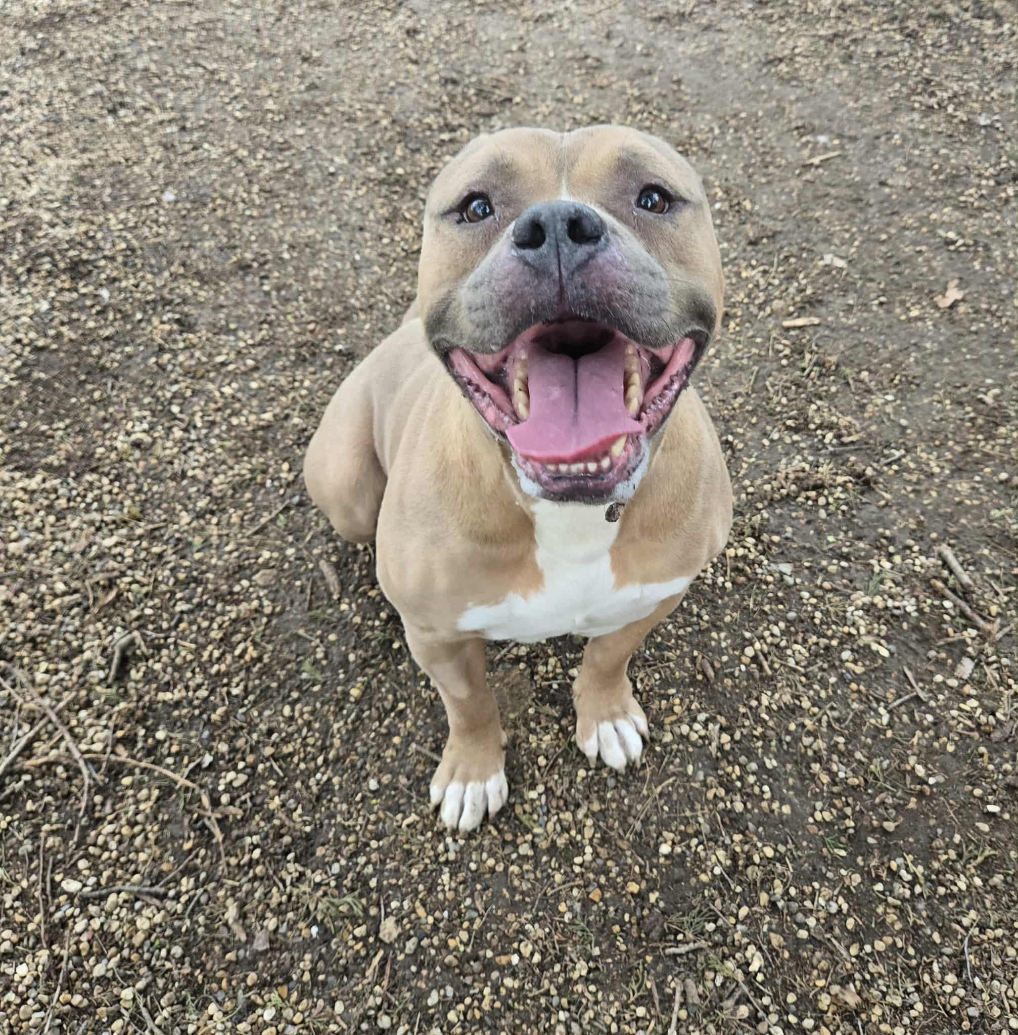 Enlarge Harley, a ADOPTABLE Pit Bull Terrier in Freeport, IL image 4/5