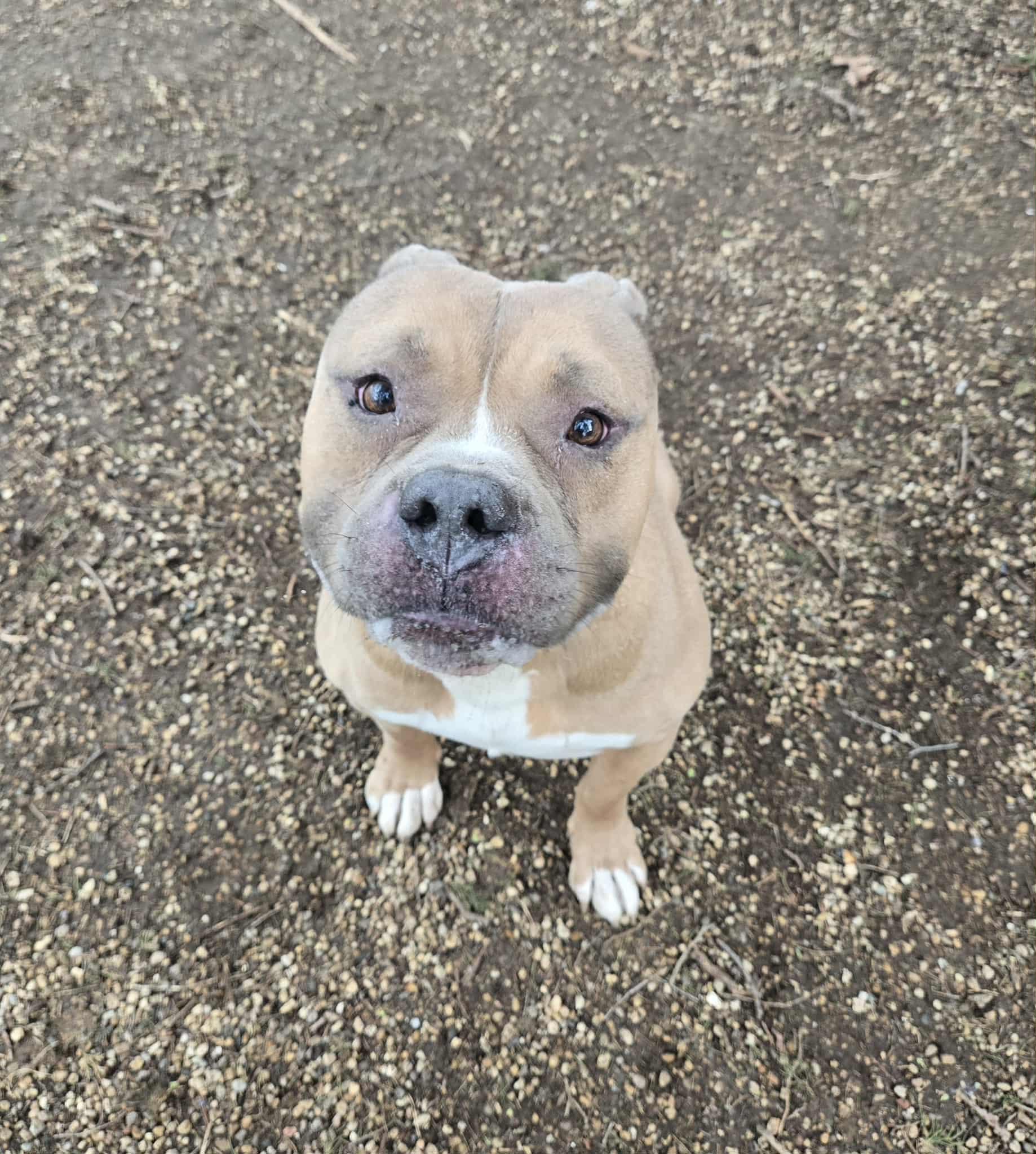 Enlarge Harley, a ADOPTABLE Pit Bull Terrier in Freeport, IL image 5/5
