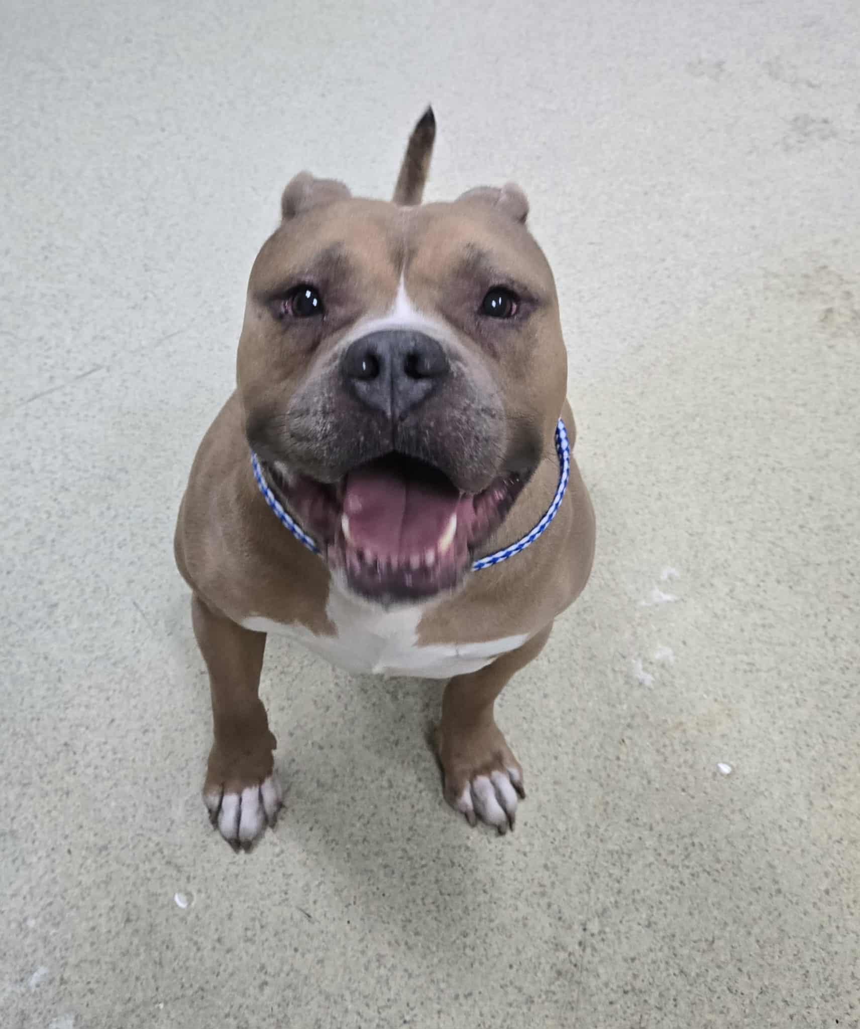 Enlarge Harley, a ADOPTABLE Pit Bull Terrier in Freeport, IL image 3/5