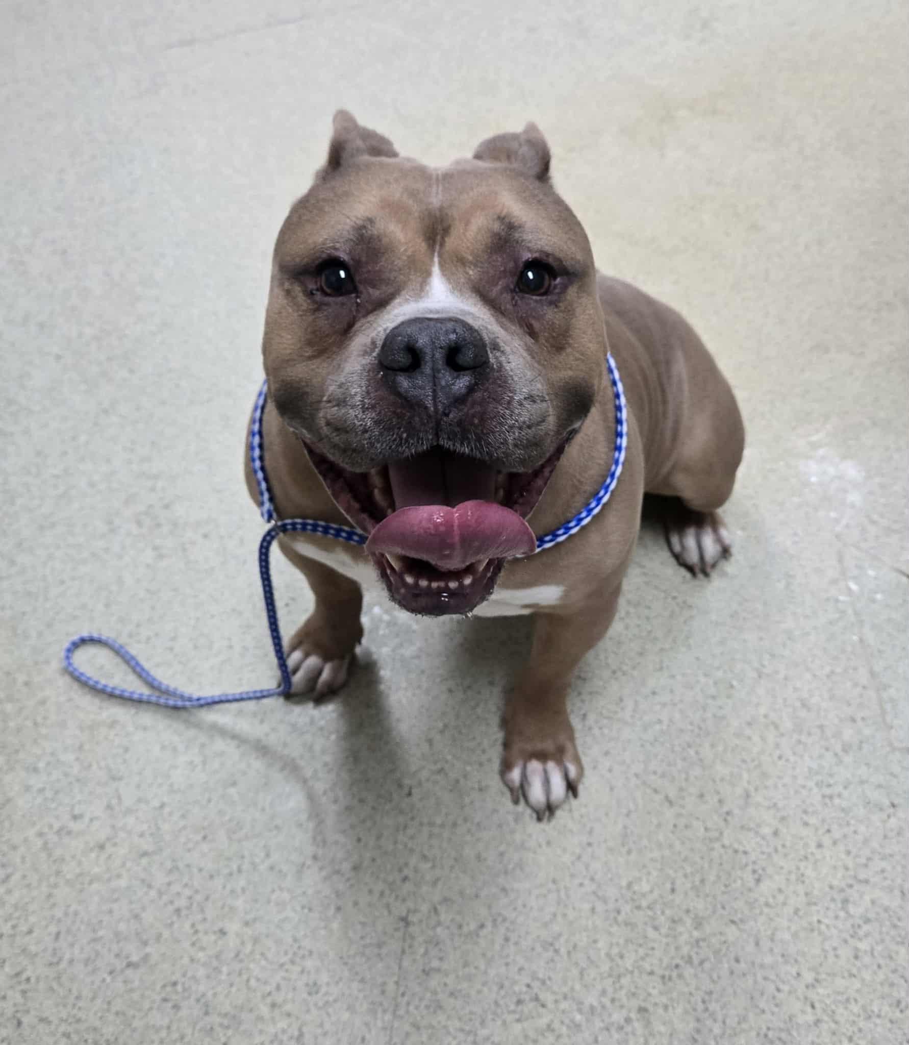 Enlarge Harley, a ADOPTABLE Pit Bull Terrier in Freeport, IL image 2/5