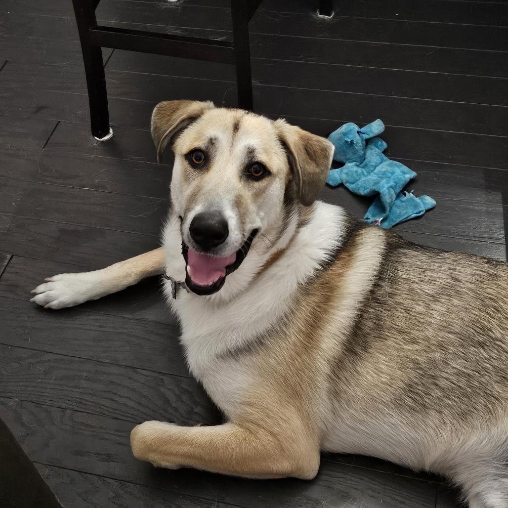 Enlarge Joby - In Foster (Adoption Fee-SPONSORED!), a Adoptable Mixed Breed in Alabaster, AL image 2/6