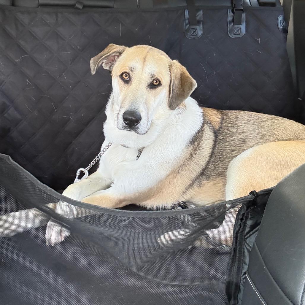 Enlarge Joby - In Foster (Adoption Fee-SPONSORED!), a Adoptable Mixed Breed in Alabaster, AL image 3/6