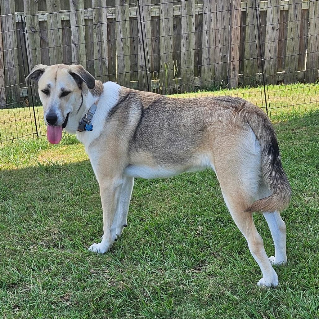 Enlarge Joby - In Foster (Adoption Fee-SPONSORED!), a Adoptable Mixed Breed in Alabaster, AL image 4/6