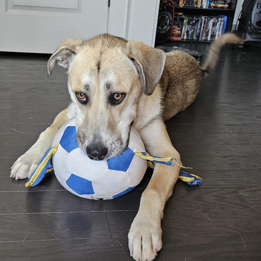 Enlarge Joby - In Foster (Adoption Fee-SPONSORED!), a Adoptable Mixed Breed in Alabaster, AL image 5/6