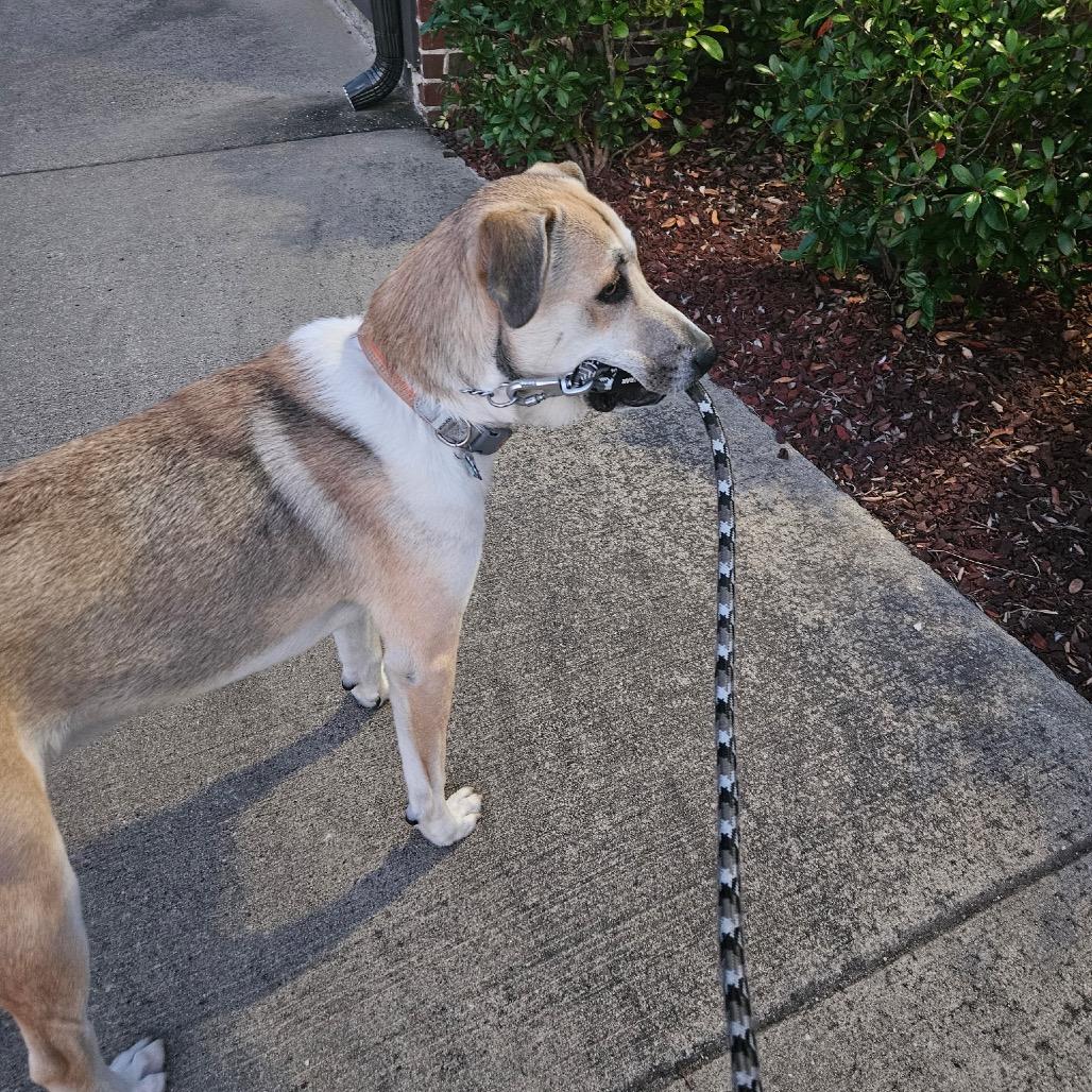 Enlarge Joby - In Foster (Adoption Fee-SPONSORED!), a Adoptable Mixed Breed in Alabaster, AL image 6/6