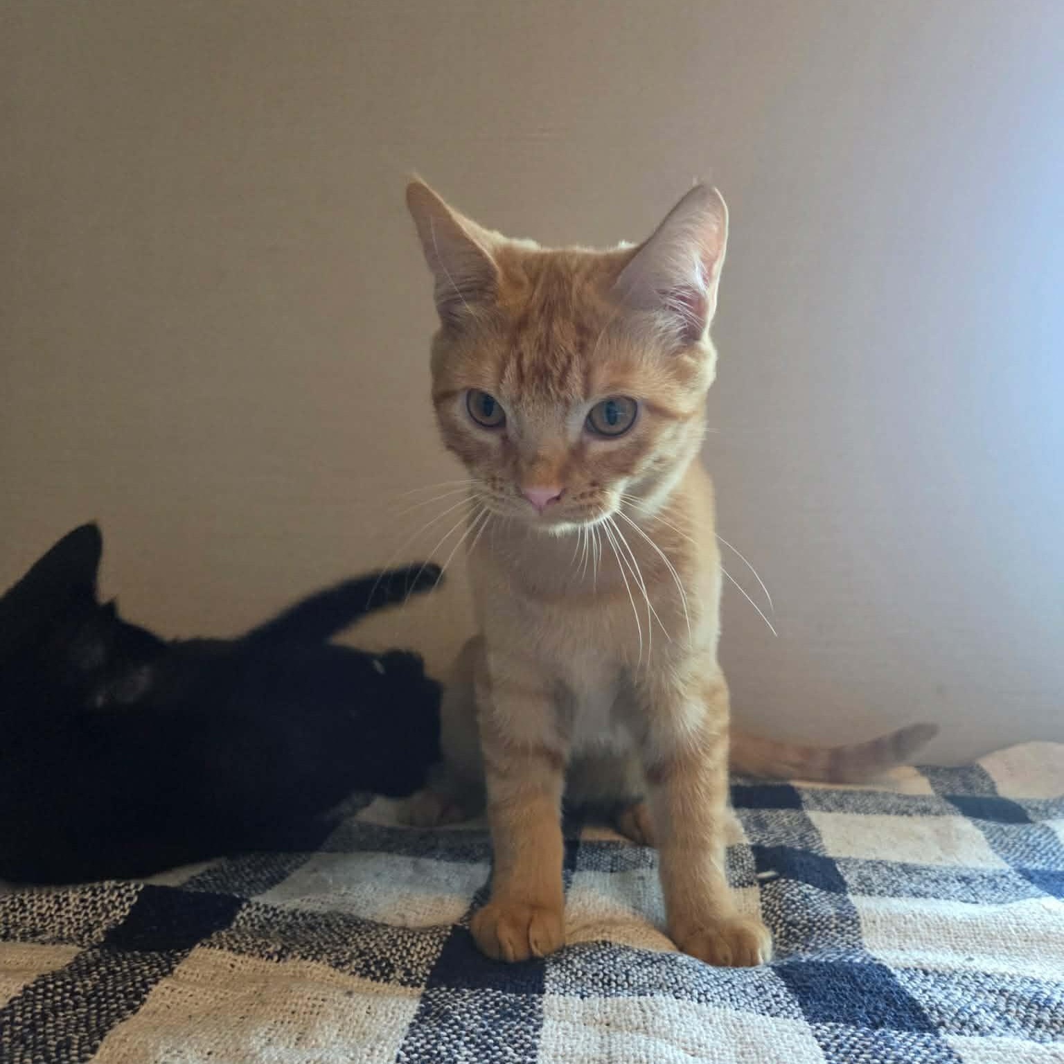 Enlarge Louie, a Adoptable Domestic Short Hair in Tulsa, OK image 4/5