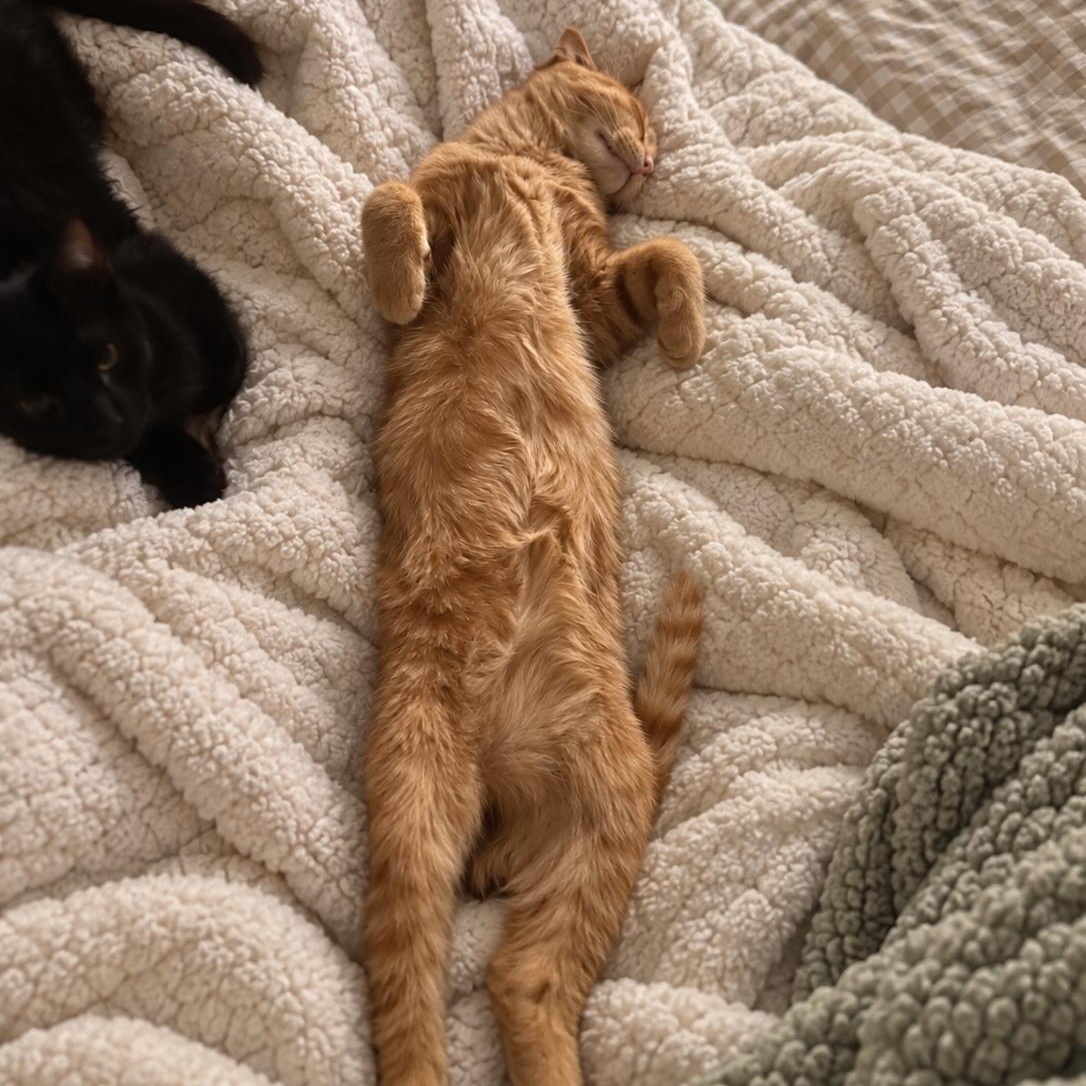Enlarge Louie, a Adoptable Domestic Short Hair in Tulsa, OK image 2/5