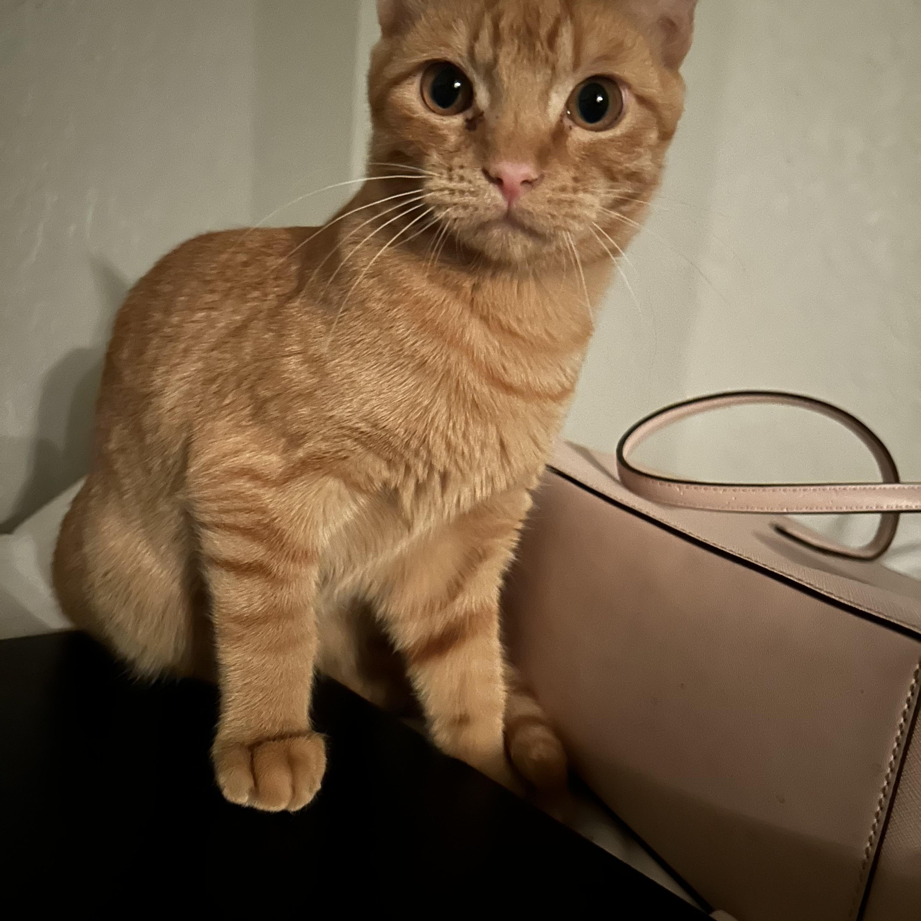 Enlarge Louie, a Adoptable Domestic Short Hair in Tulsa, OK image 3/5