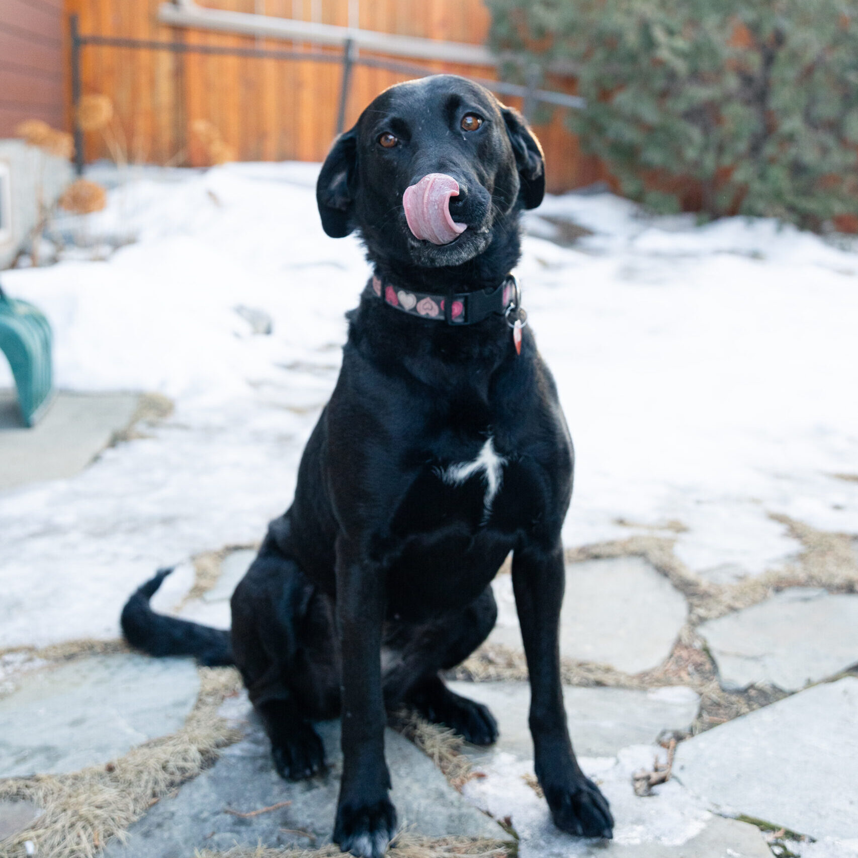 Eva Gabor, a Adoptable mixed breed in Calgary, AB image 1/5