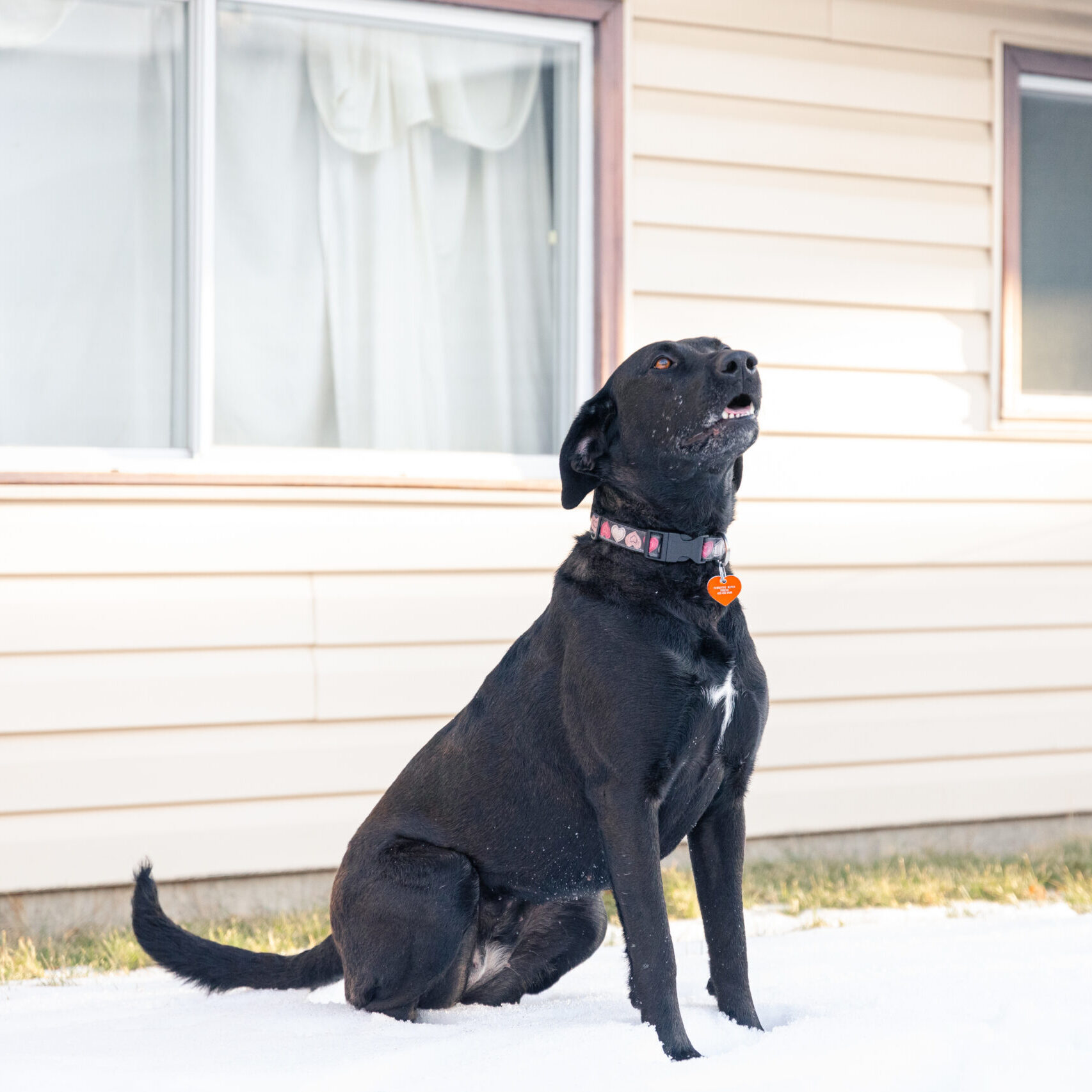 Eva Gabor, a Adoptable mixed breed in Calgary, AB image 2/5