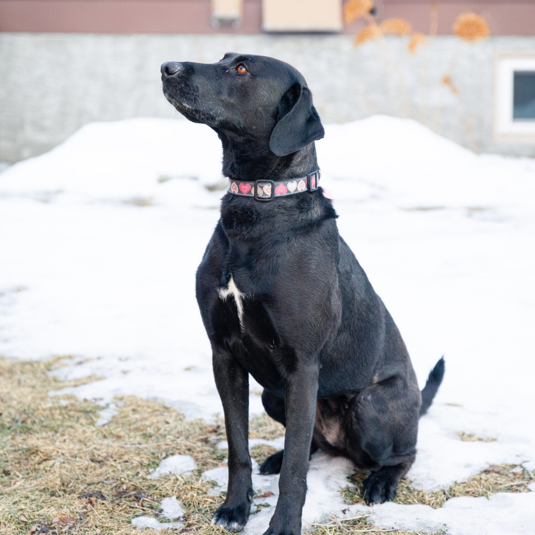 Eva Gabor, a Adoptable mixed breed in Calgary, AB image 3/5