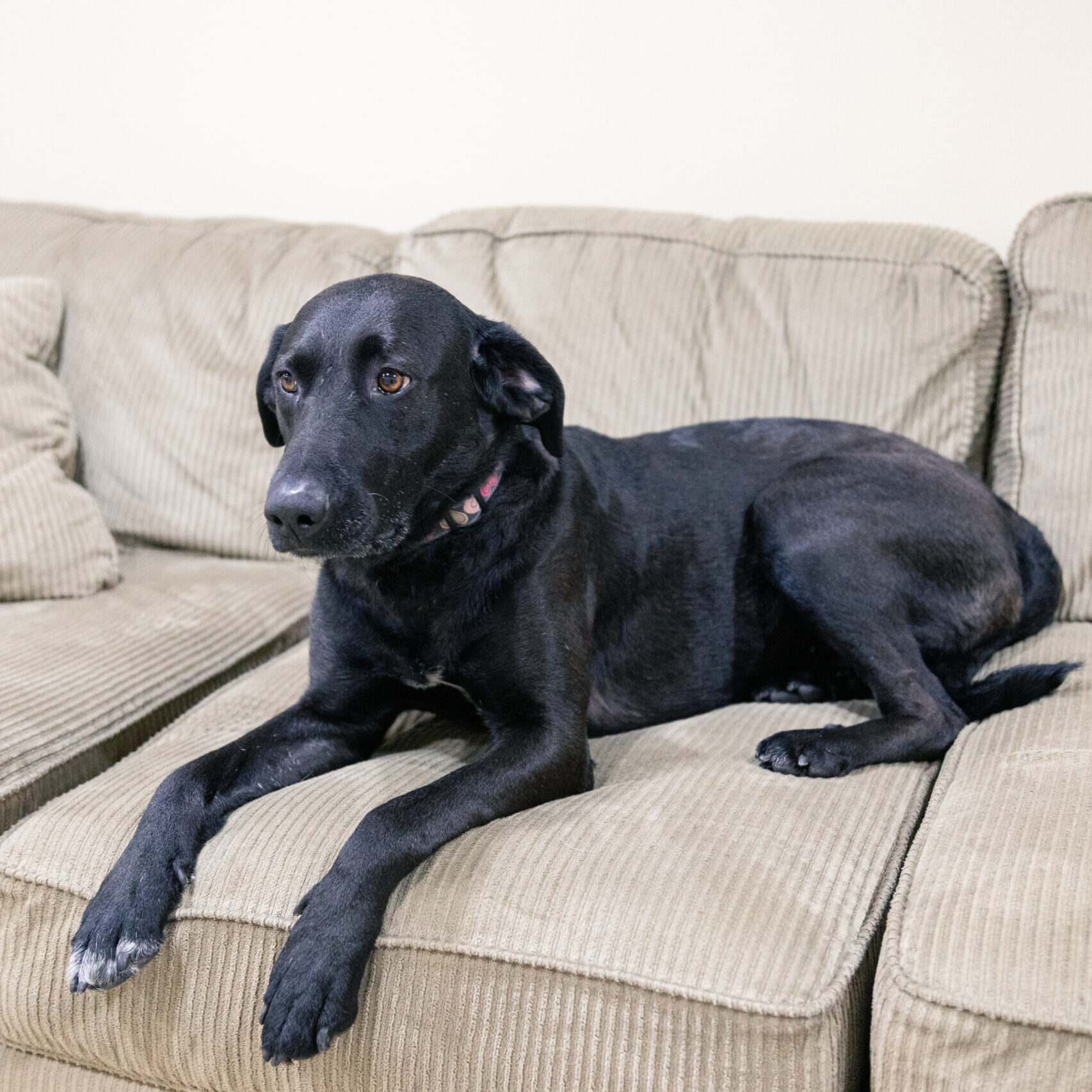 Eva Gabor, Adoptable, Adult Female Black Labrador Retriever.