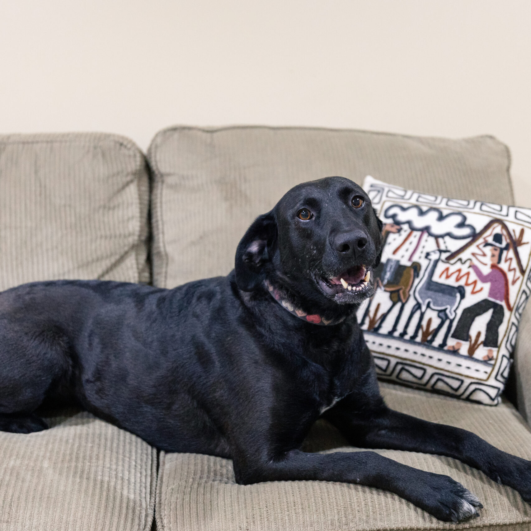 Eva Gabor, a Adoptable mixed breed in Calgary, AB image 5/5