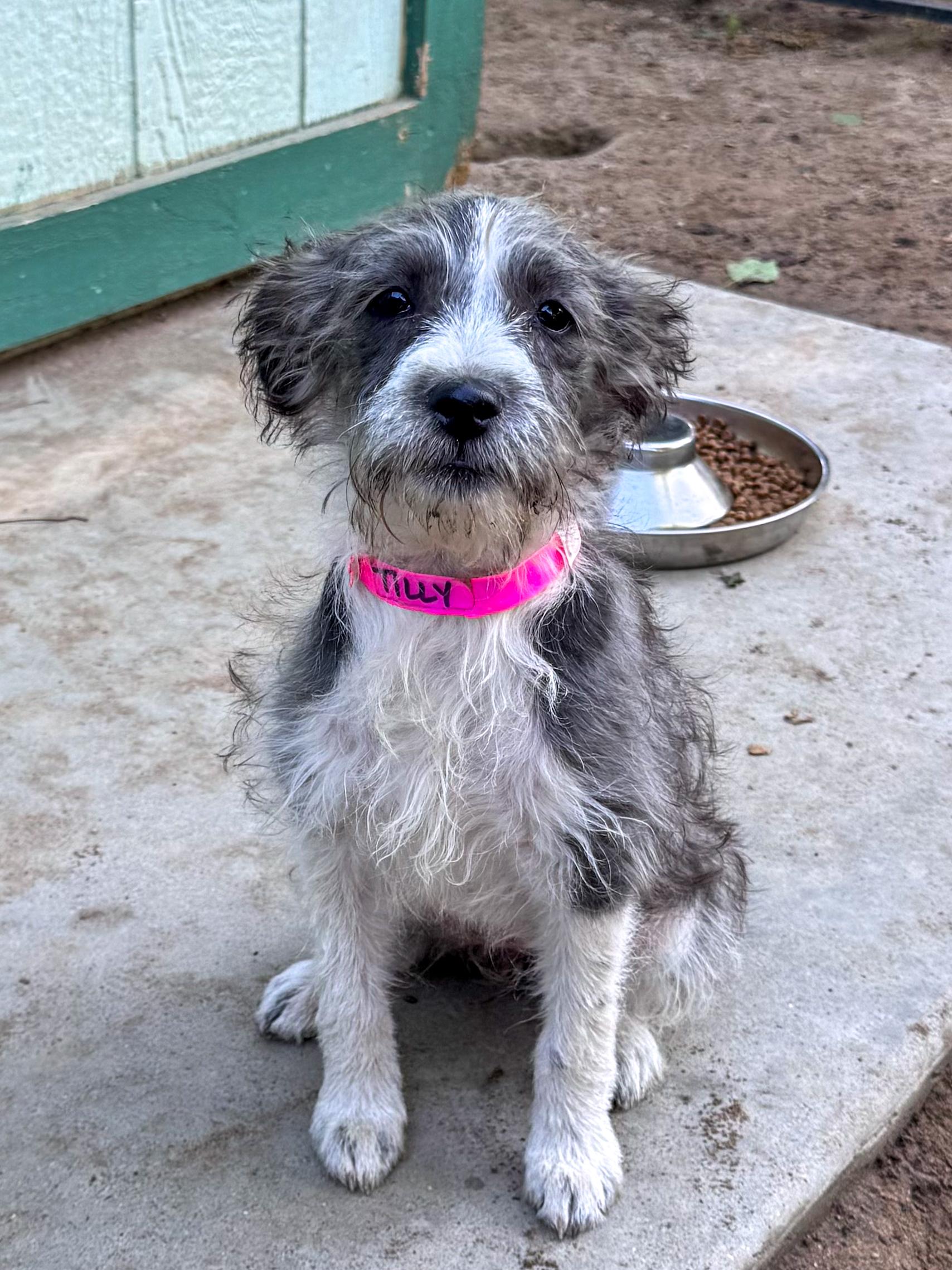 Enlarge BABY TILLY , a Adoptable mixed breed in Fresno, CA image 4/4