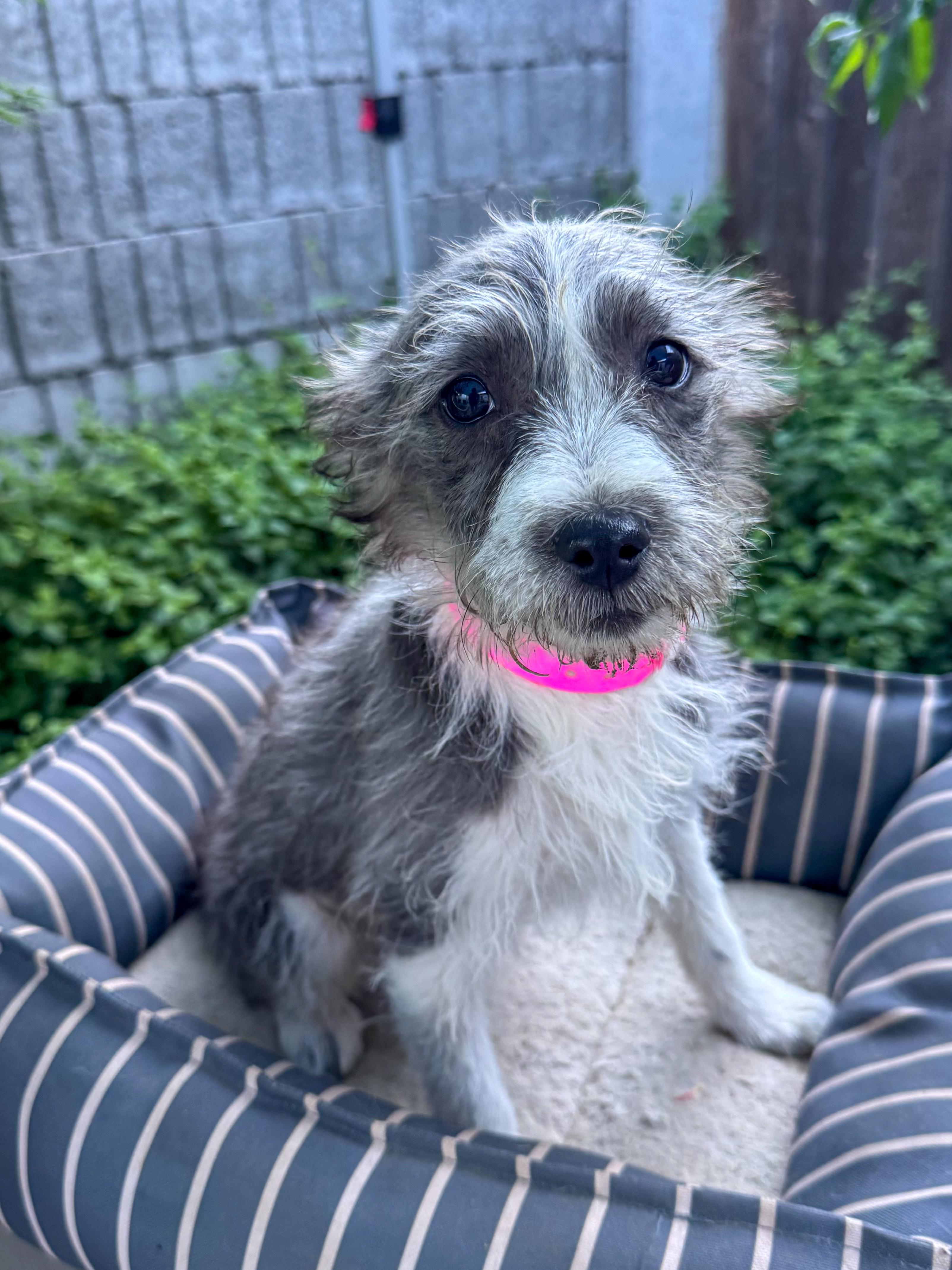 Enlarge BABY TILLY , a Adoptable mixed breed in Fresno, CA image 2/4