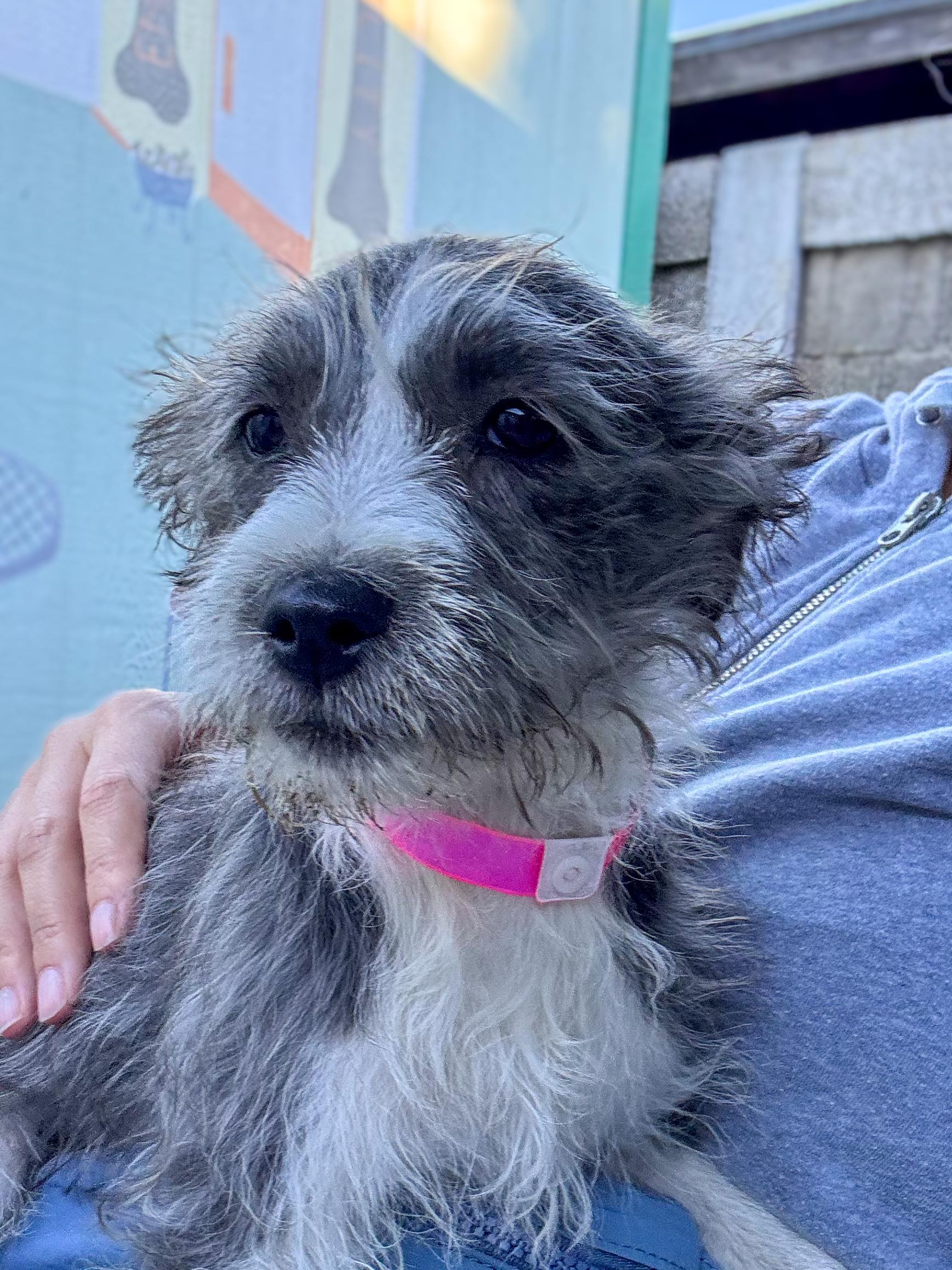 Enlarge BABY TILLY , a Adoptable mixed breed in Fresno, CA image 3/4