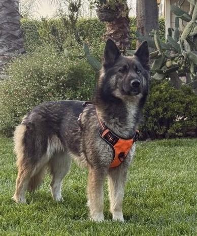 Jersey Girl  Contact -Sylva