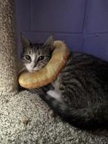 Marnie, Adopted, Young Female Domestic Short Hair.