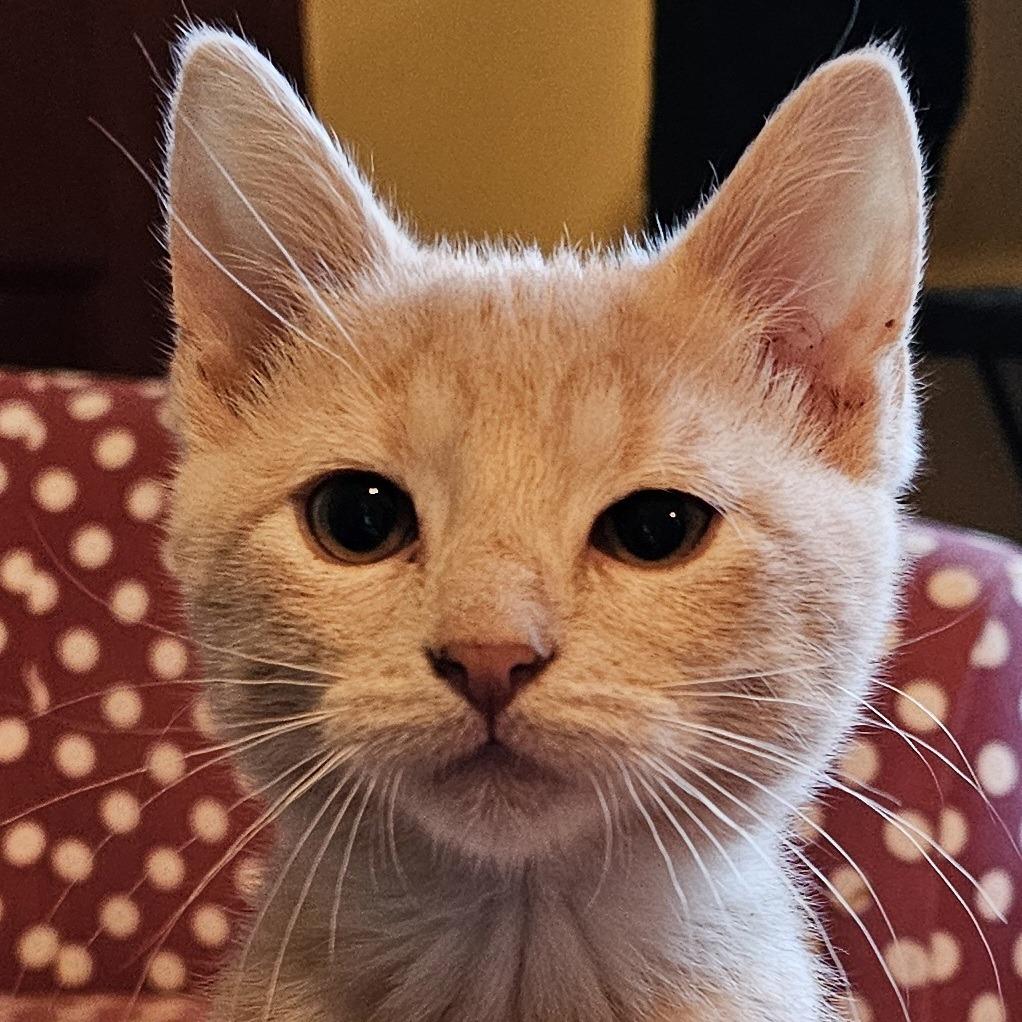 Harvest, Adoptable, Kitten Male Domestic Short Hair.