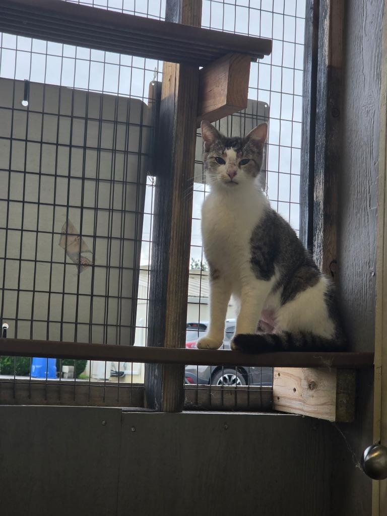 DENVER, Adoptable, Adult Female Domestic Short Hair.