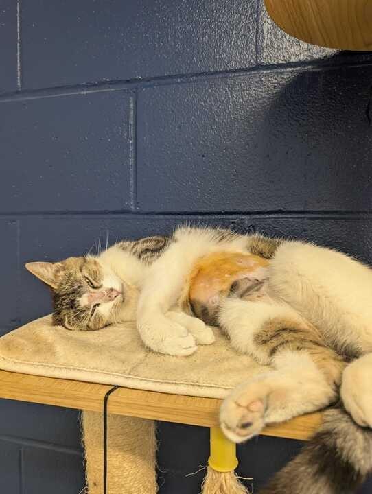 Enlarge DENVER, a Adoptable mixed breed in Athens, AL image 2/4