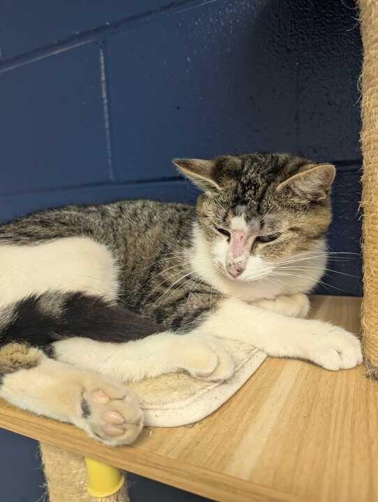 Enlarge DENVER, a Adoptable mixed breed in Athens, AL image 3/4