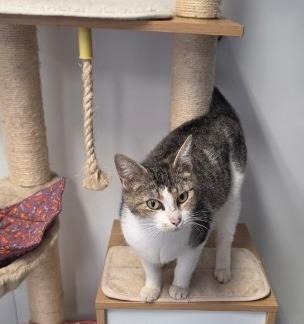 Enlarge DENVER, a Adoptable mixed breed in Athens, AL image 2/2