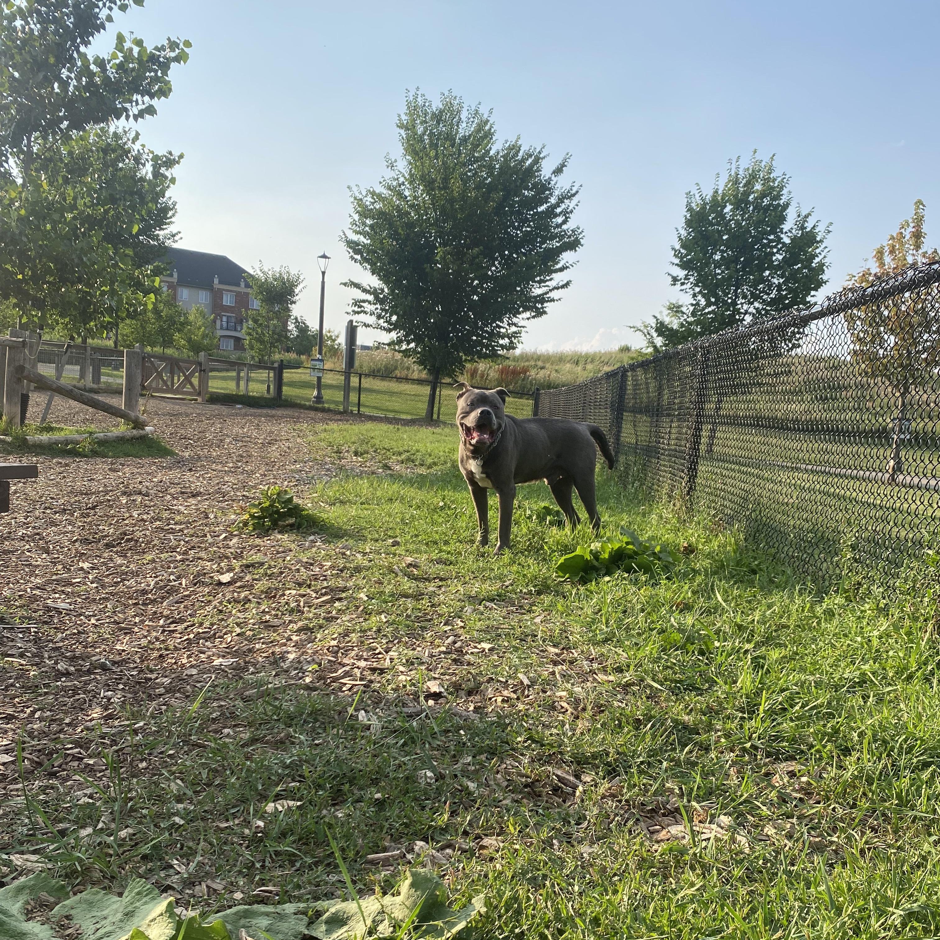 Kobe, a Adoptable American Bulldog in KITCHENER, ON image 3/5