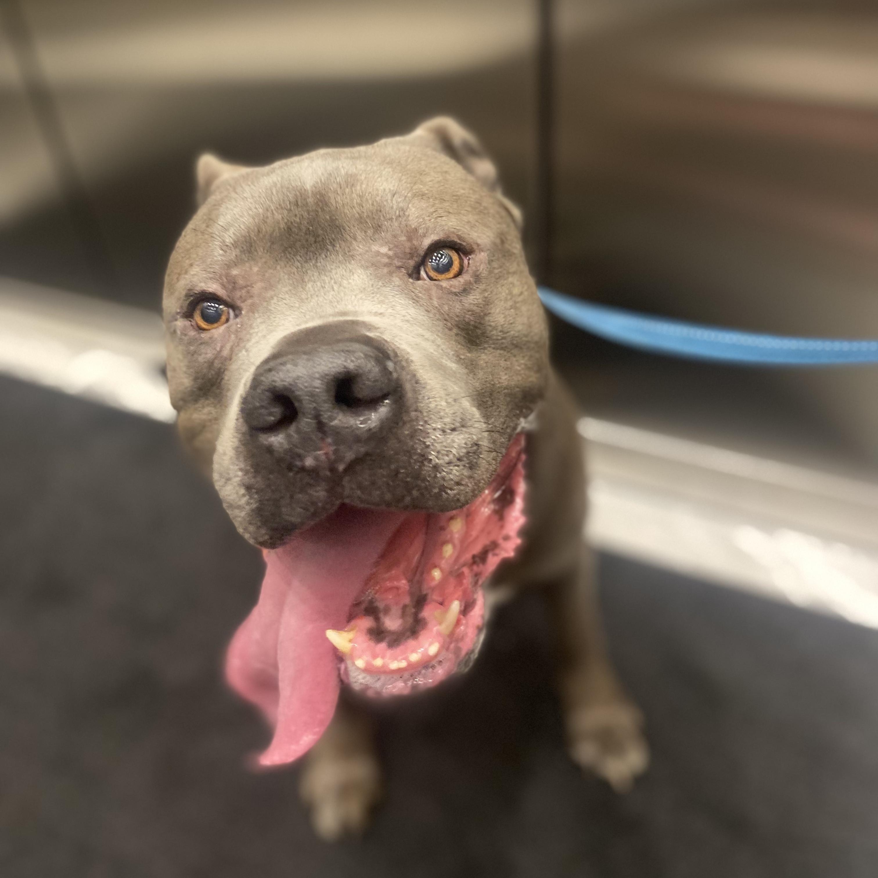 Kobe, a Adoptable American Bulldog in KITCHENER, ON image 4/5