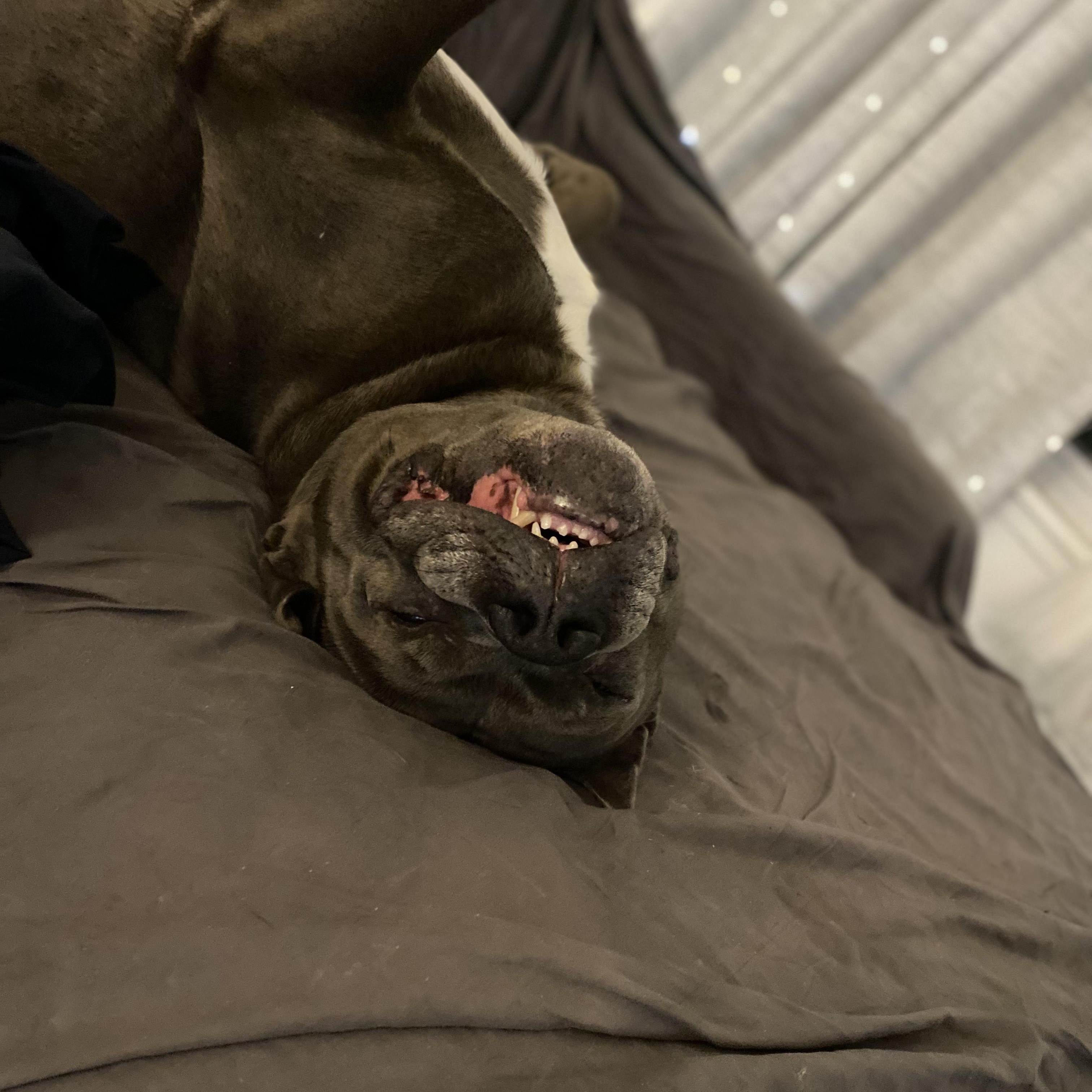 Kobe, a Adoptable American Bulldog in KITCHENER, ON image 5/5