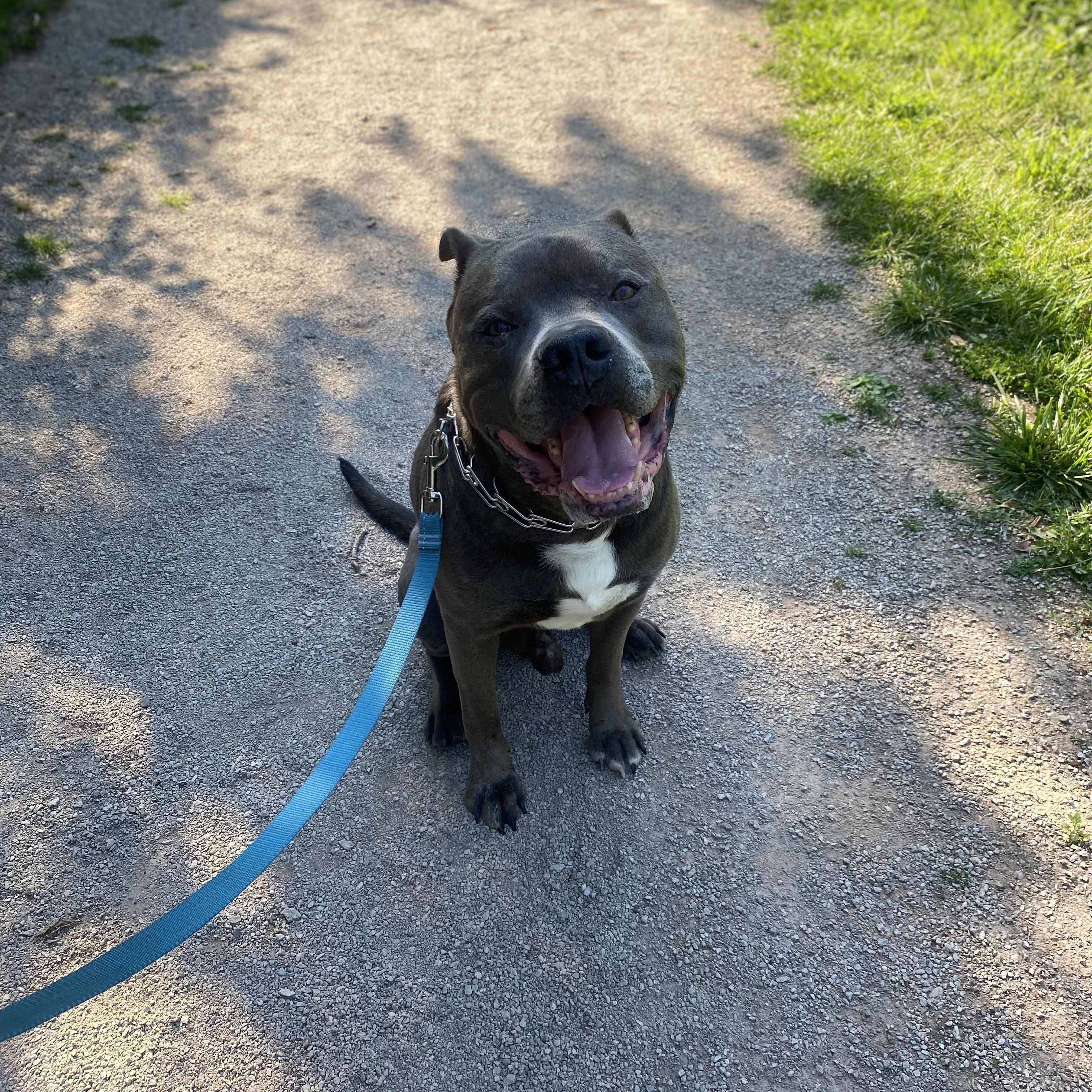 Kobe, Adoptable, Adult Male American Bulldog.