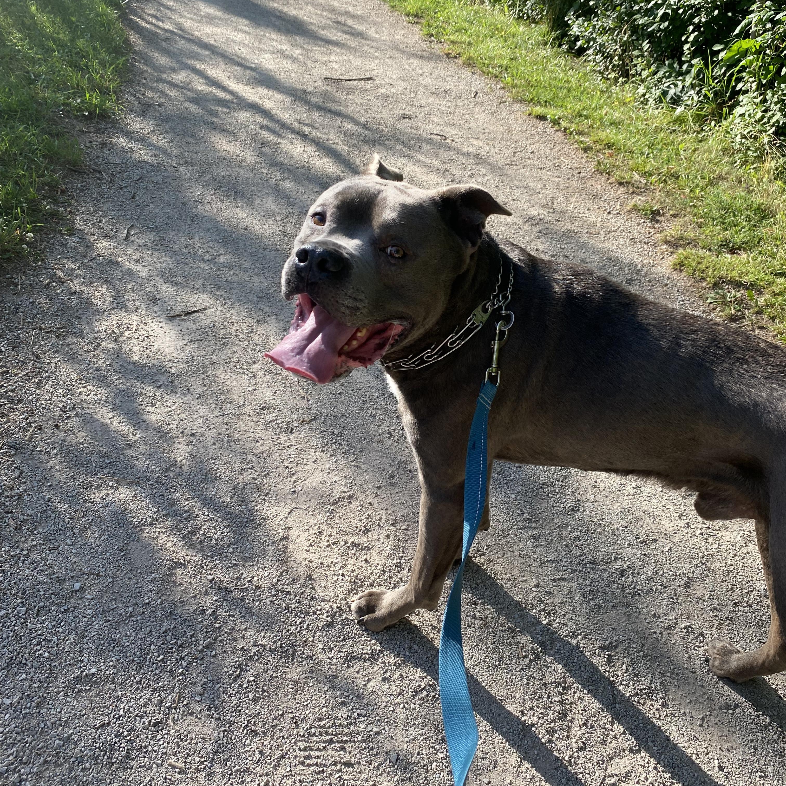 Kobe, a Adoptable American Bulldog in KITCHENER, ON image 2/5