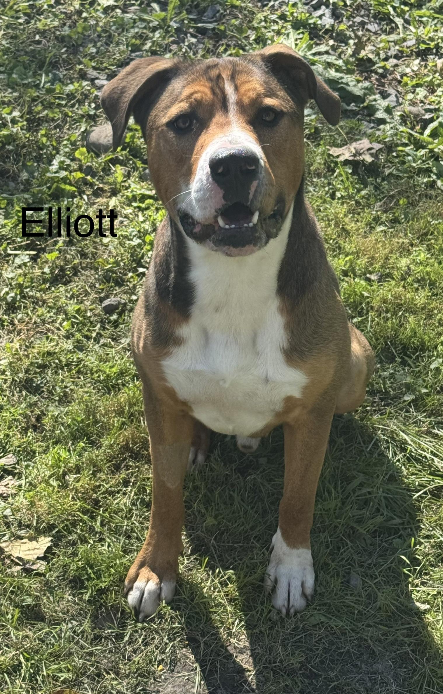 Enlarge Elliott, a Adoptable mixed breed in Ulster, PA image 1/1