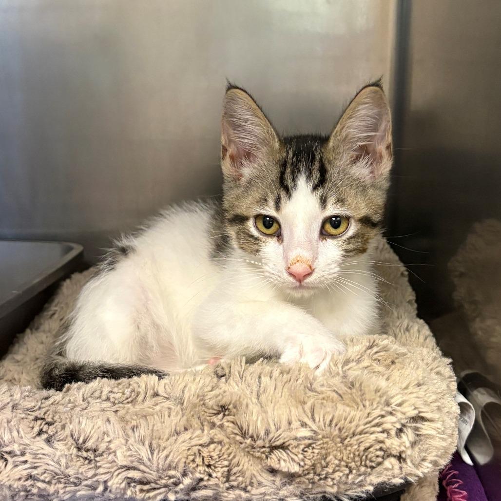 Lobster, Adoptable, Kitten Male Domestic Short Hair.