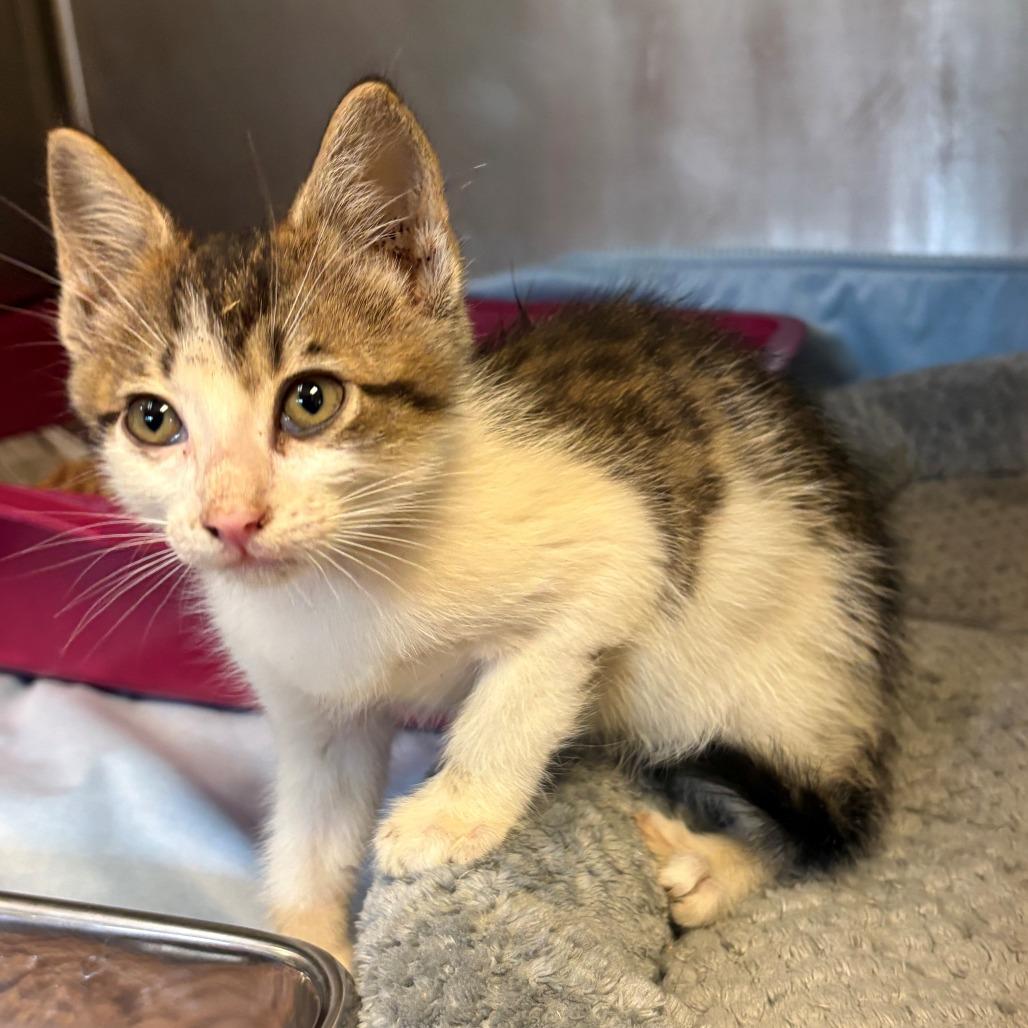 Enlarge Lobster, a Adoptable Domestic Short Hair in Chehalis, WA image 2/2