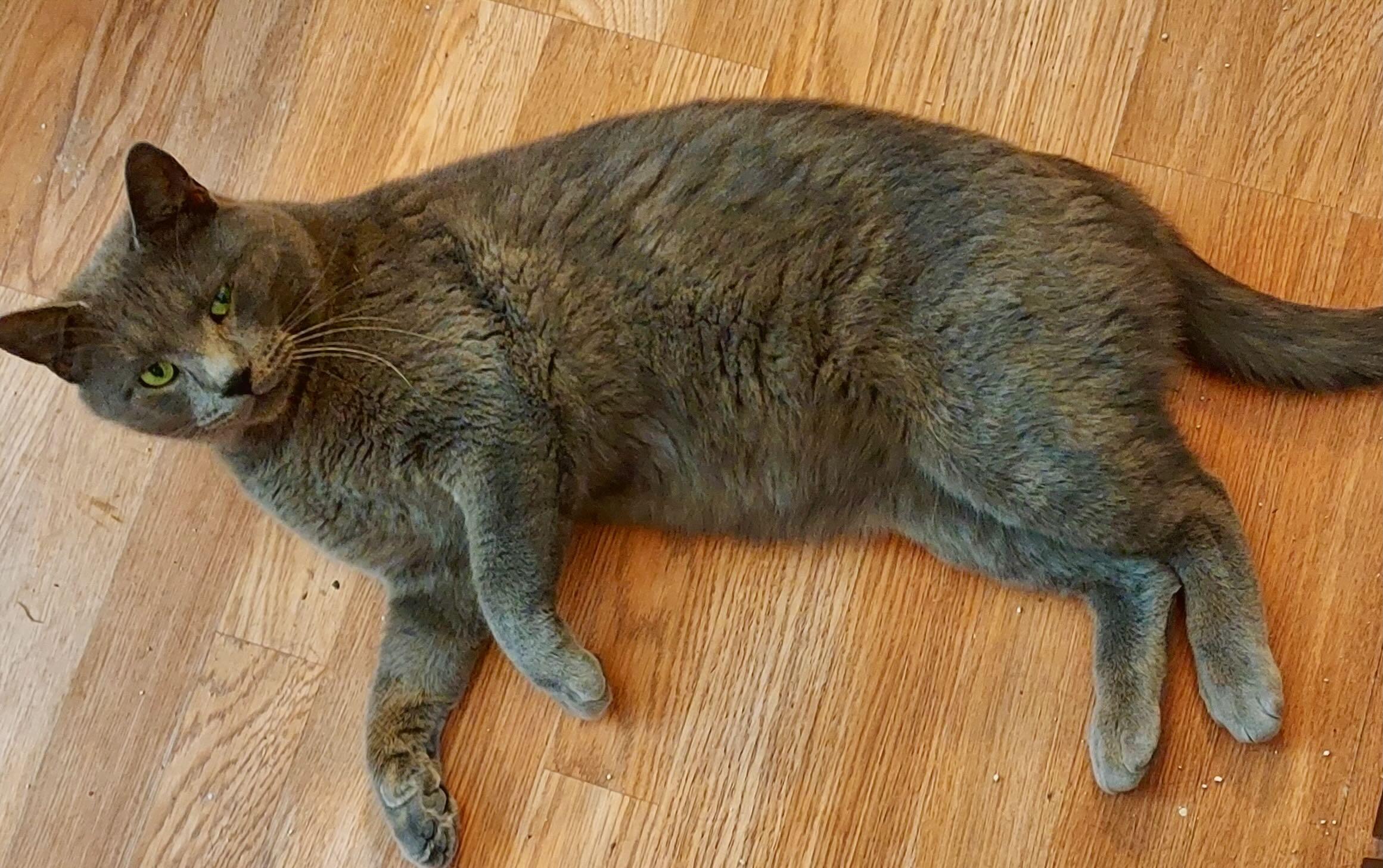 Major Tom, Adoptable, Young Male Domestic Short Hair & Russian Blue.