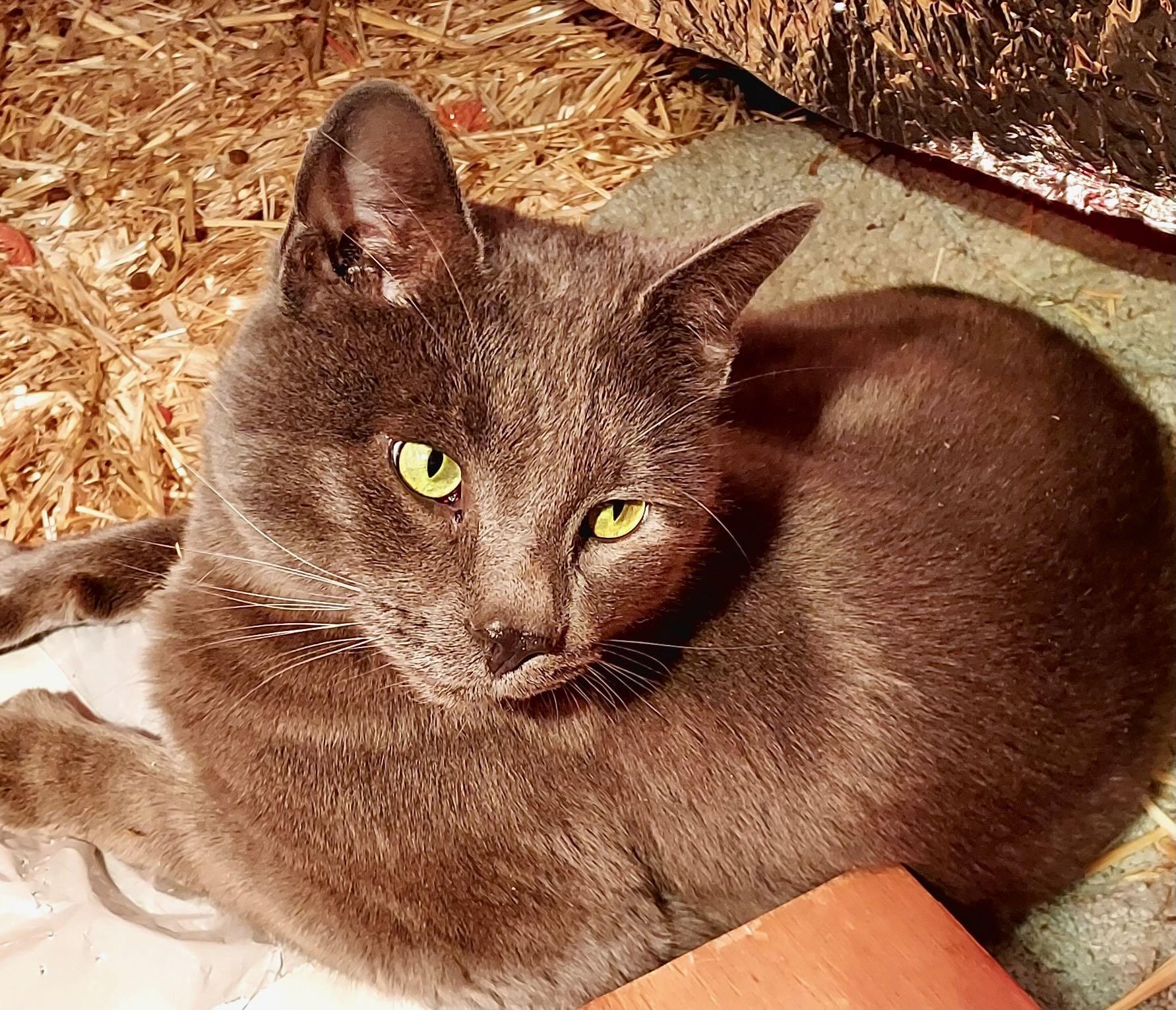 Major Tom, a Adoptable mixed breed in Portland, OR image 2/6