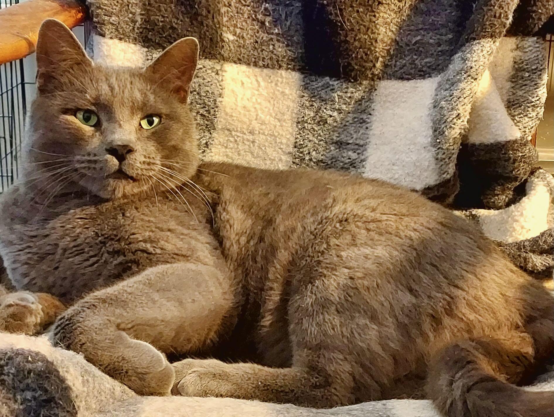 Major Tom, a Adoptable mixed breed in Portland, OR image 4/6