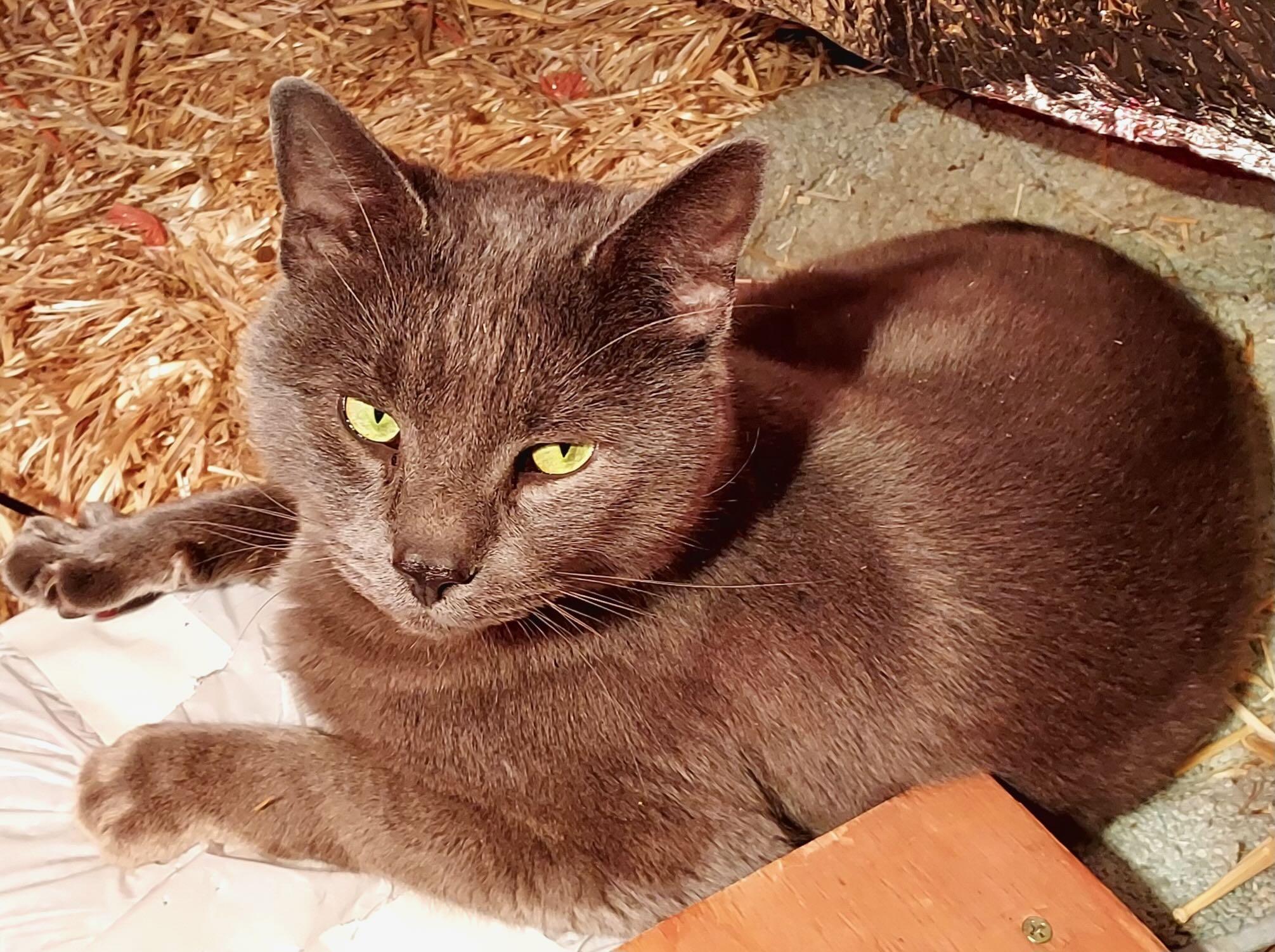 Major Tom, a Adoptable mixed breed in Portland, OR image 5/6