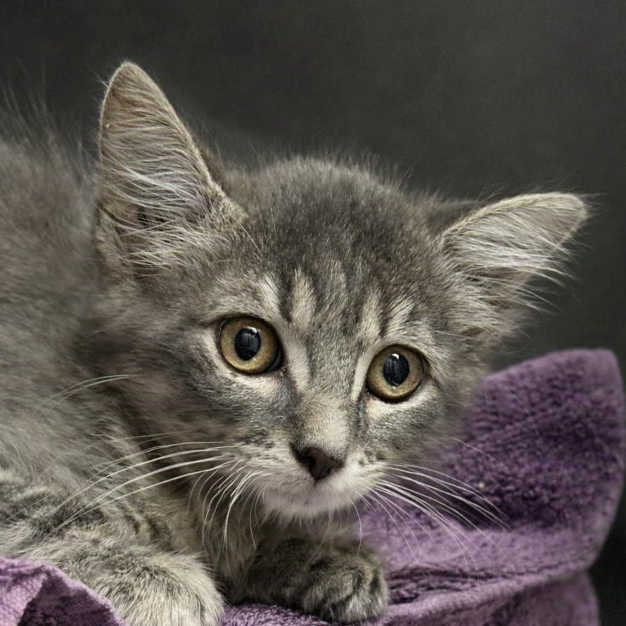 Dusty, Adoptable, Kitten Male Domestic Short Hair.