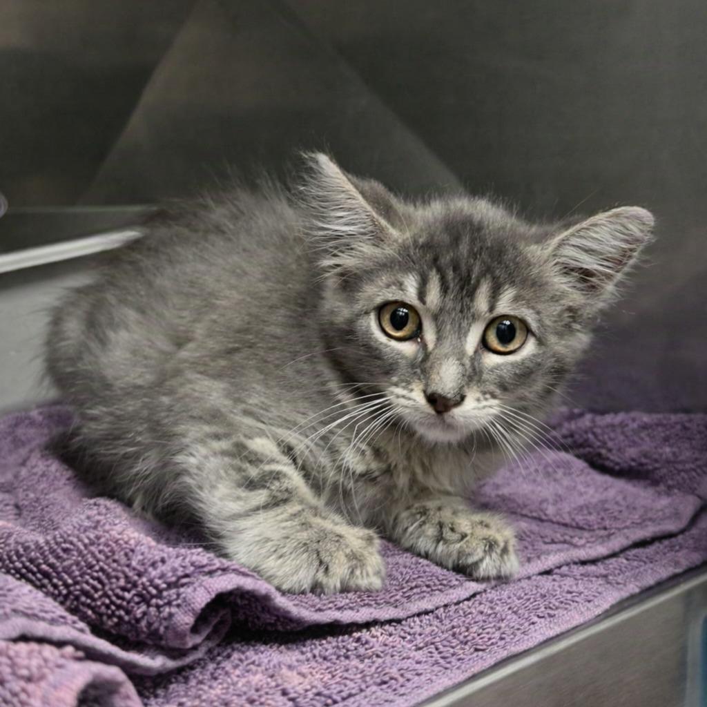Enlarge Dusty, a Adoptable mixed breed in Brenham, TX image 2/2