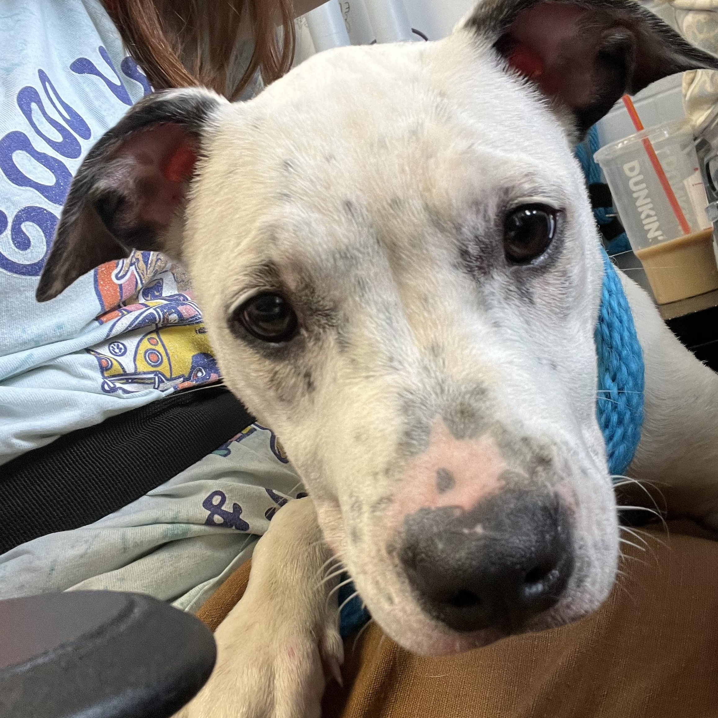 Loretta, an adopted mixed breed in Philadelphia, PA image 1/2