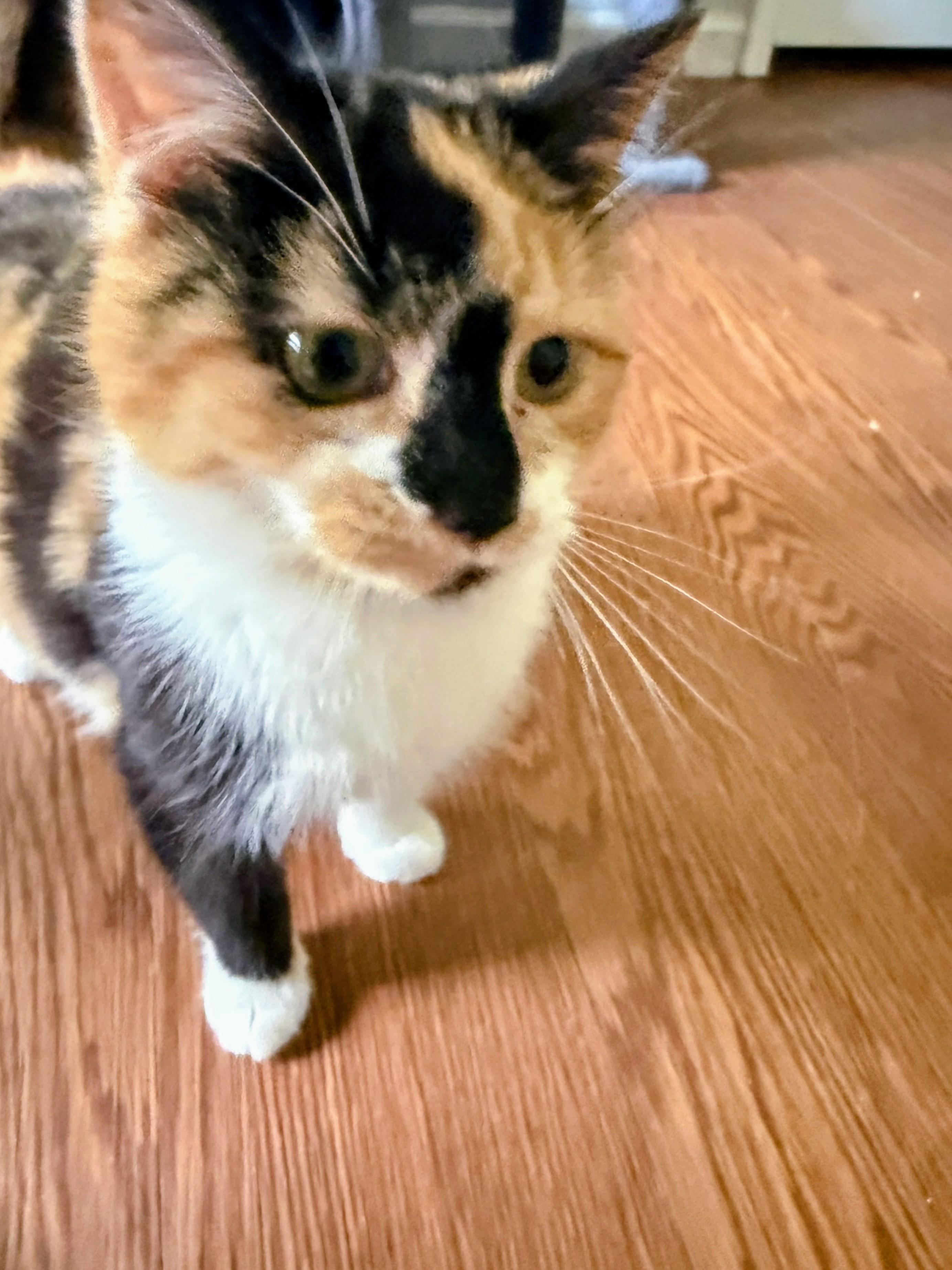 Enlarge Sansa, an adopted Calico in Williamsburg, VA image 1/1
