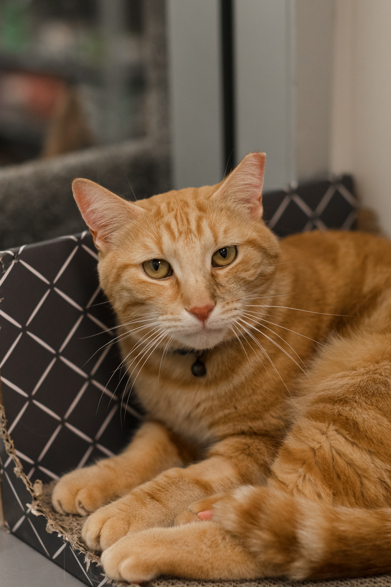 Oscar, adoptable, Young Male Domestic Short Hair.