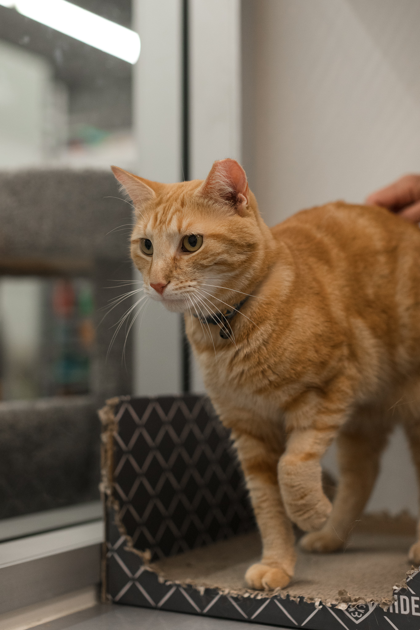 Enlarge Oscar, an adoptable Domestic Short Hair in Staten Island, NY image 3/6