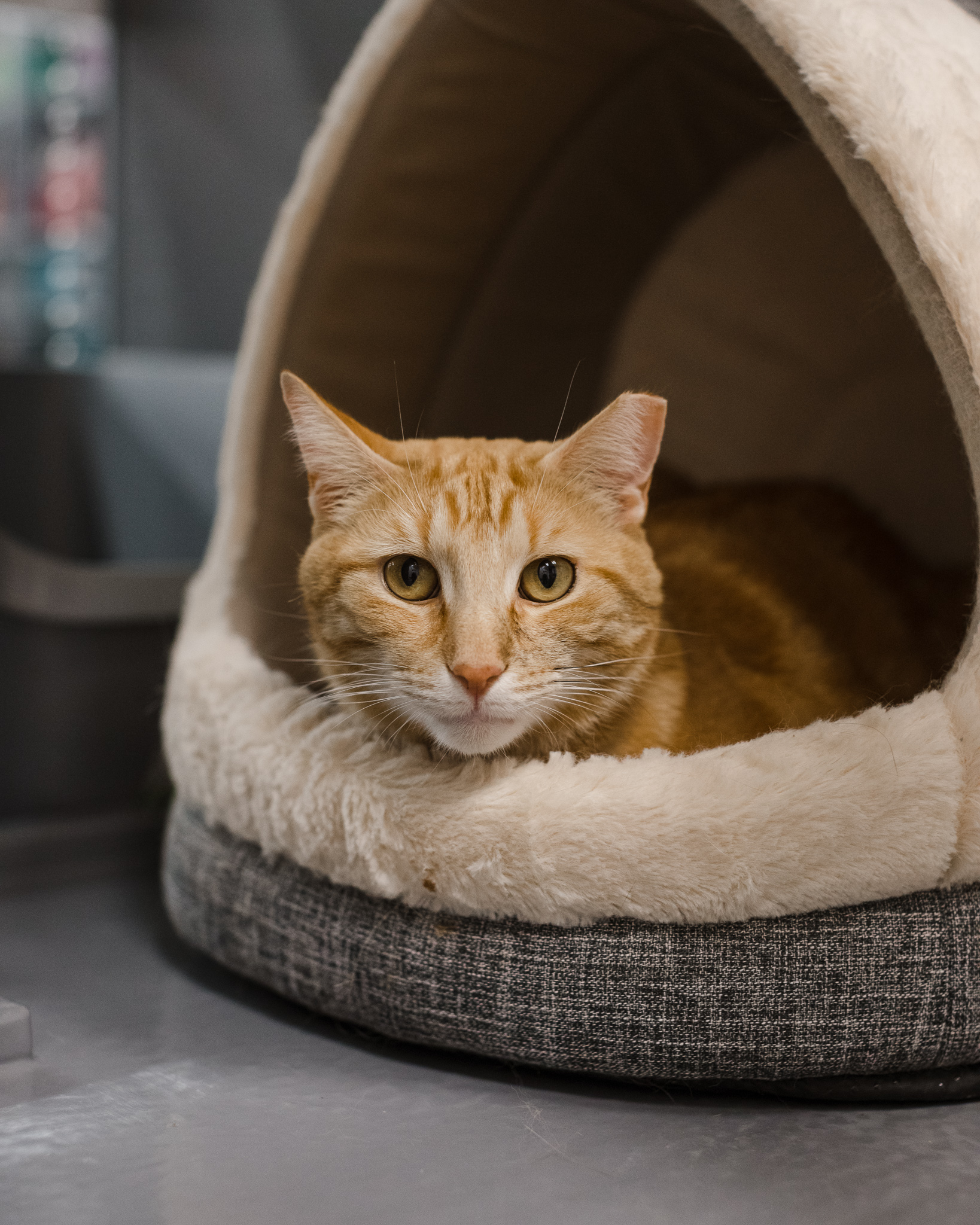 Enlarge Oscar, an adoptable Domestic Short Hair in Staten Island, NY image 4/6
