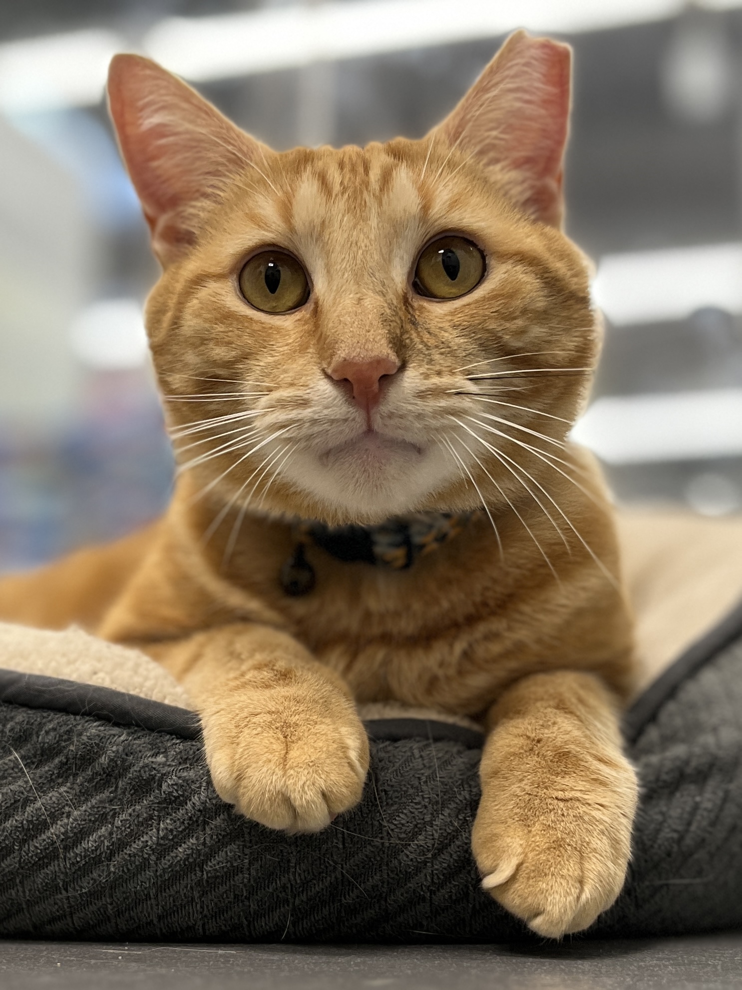 Enlarge Oscar, an adoptable Domestic Short Hair in Staten Island, NY image 2/6