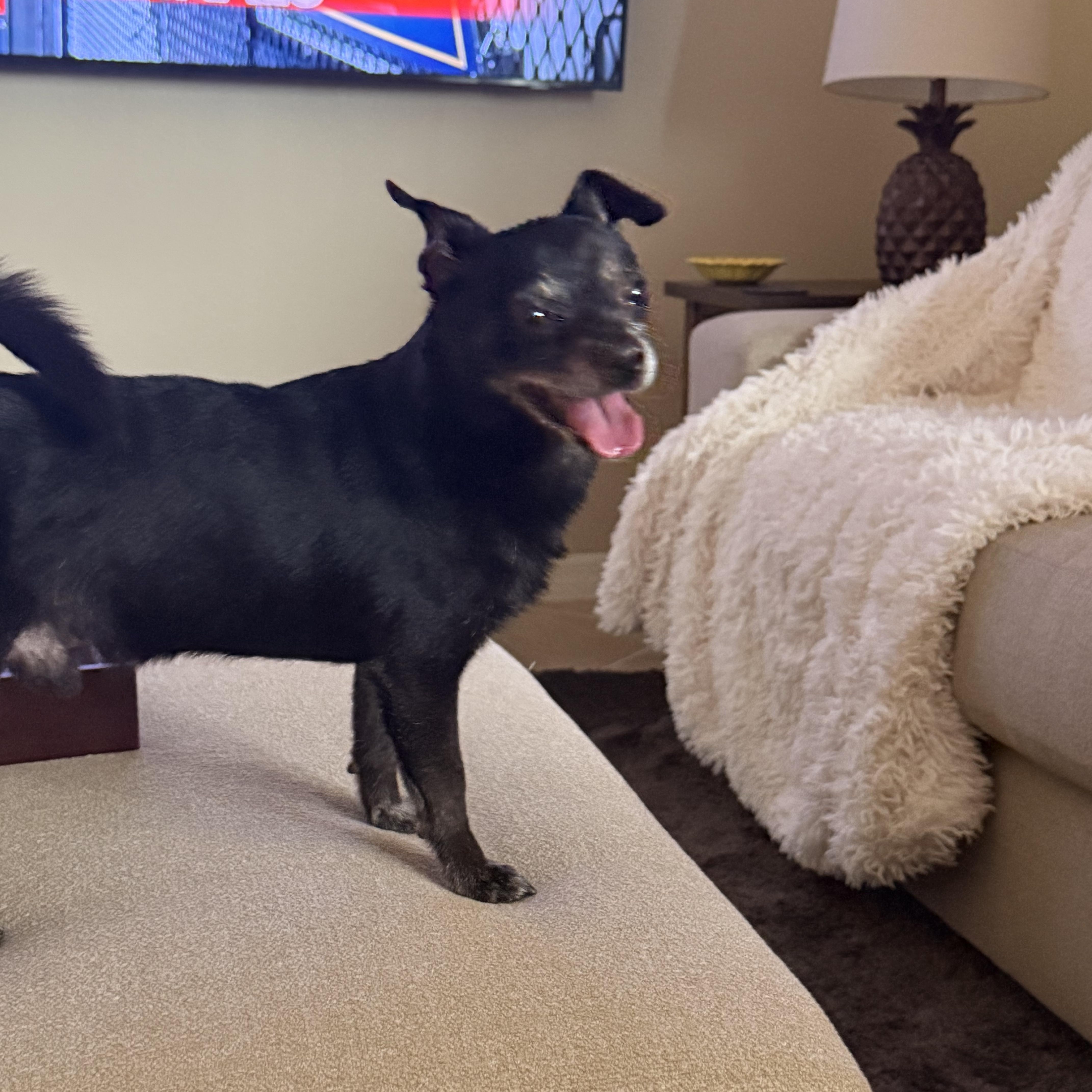 Duke of Sarasota, a ADOPTABLE Chihuahua in Bradenton, FL image 2/6
