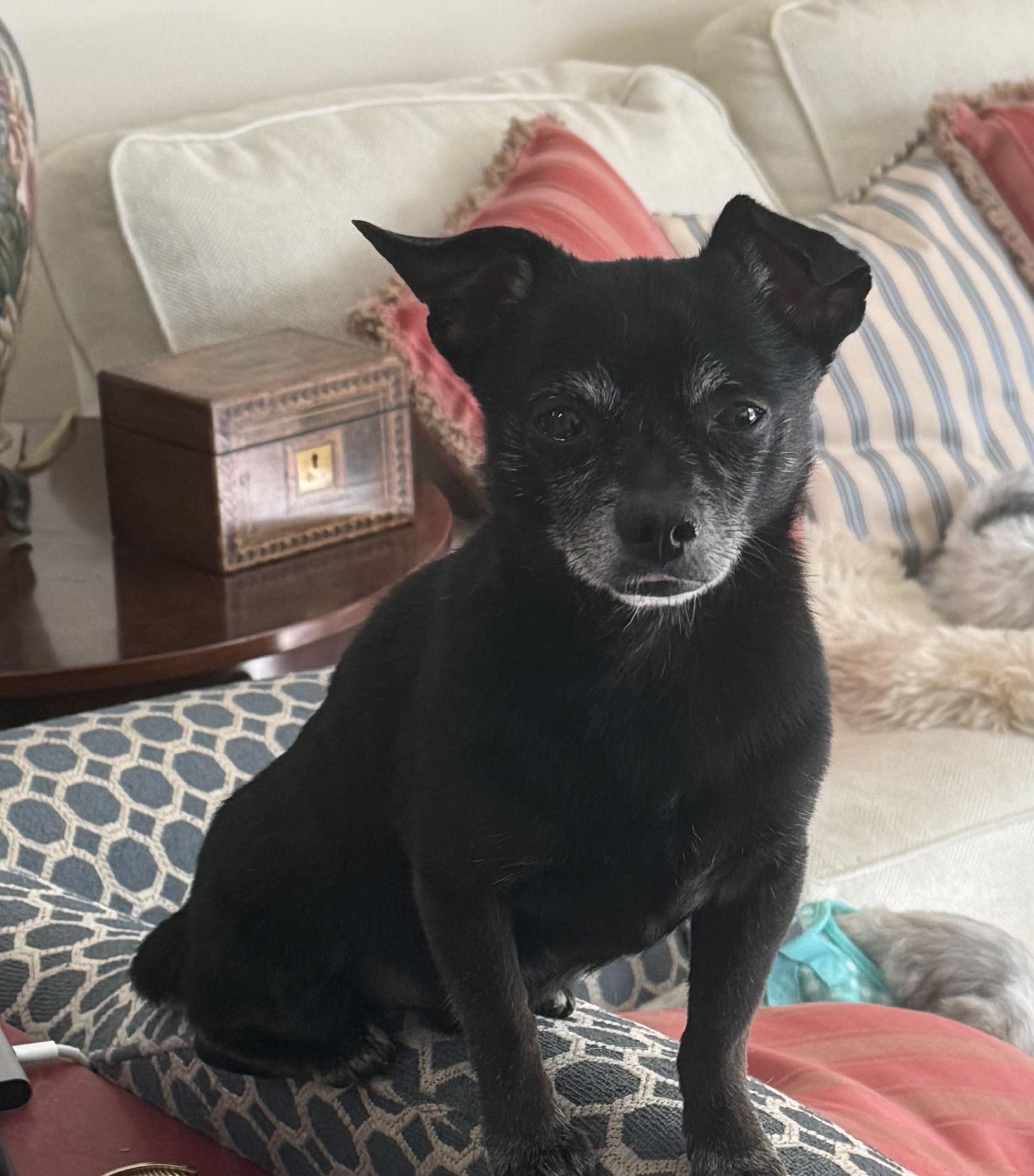 Duke of Sarasota, a ADOPTABLE Chihuahua in Bradenton, FL image 4/6